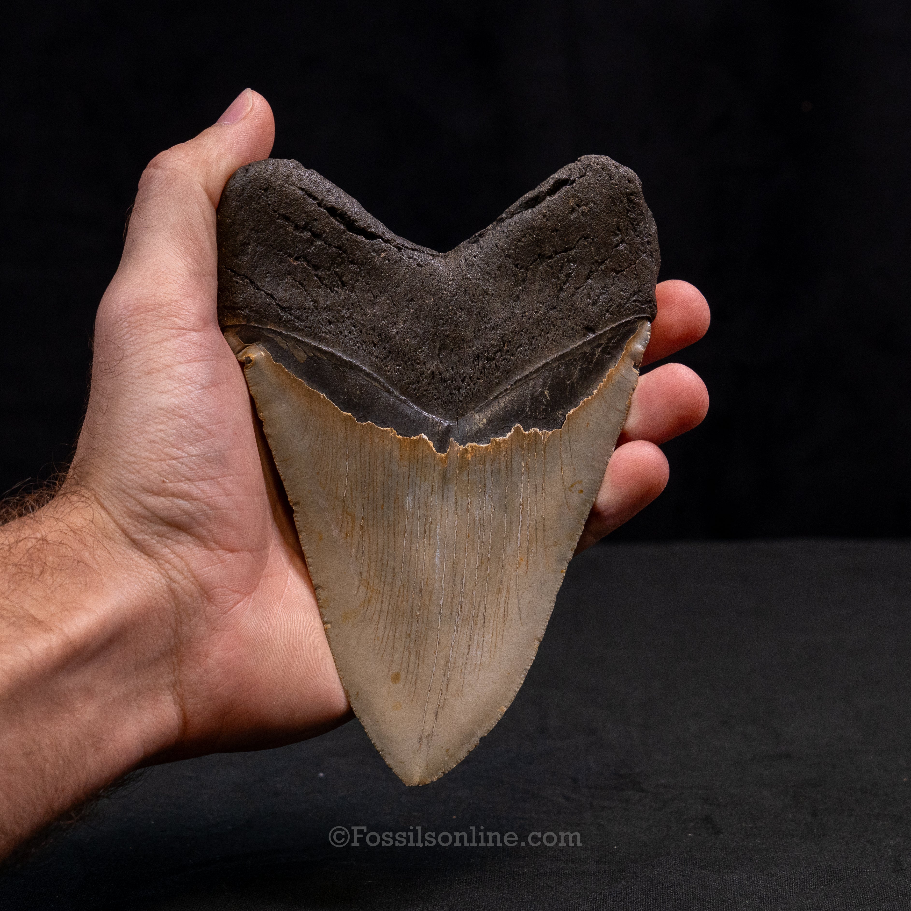 North Carolina Megalodon 5.90"