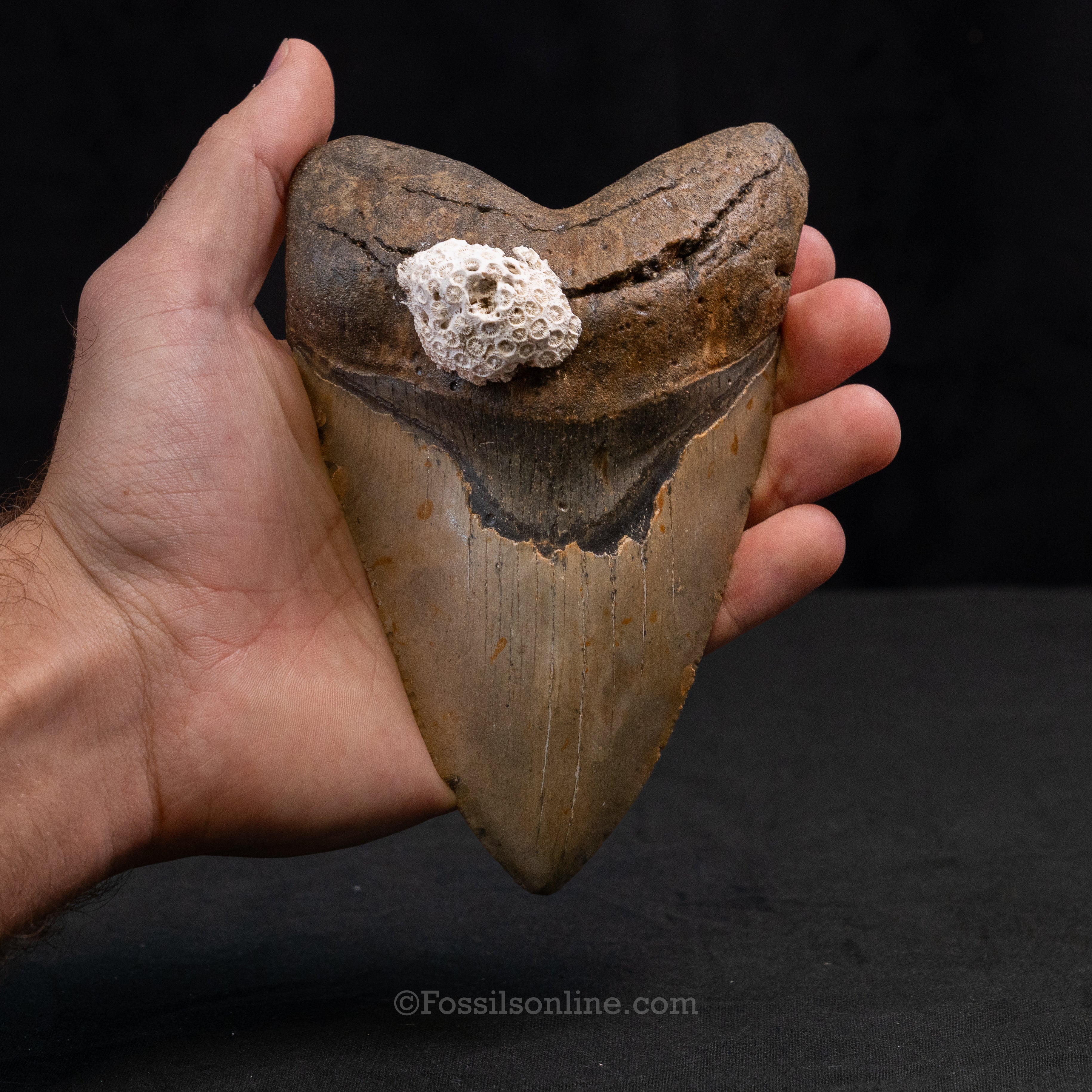 North Carolina Megalodon 5.77"