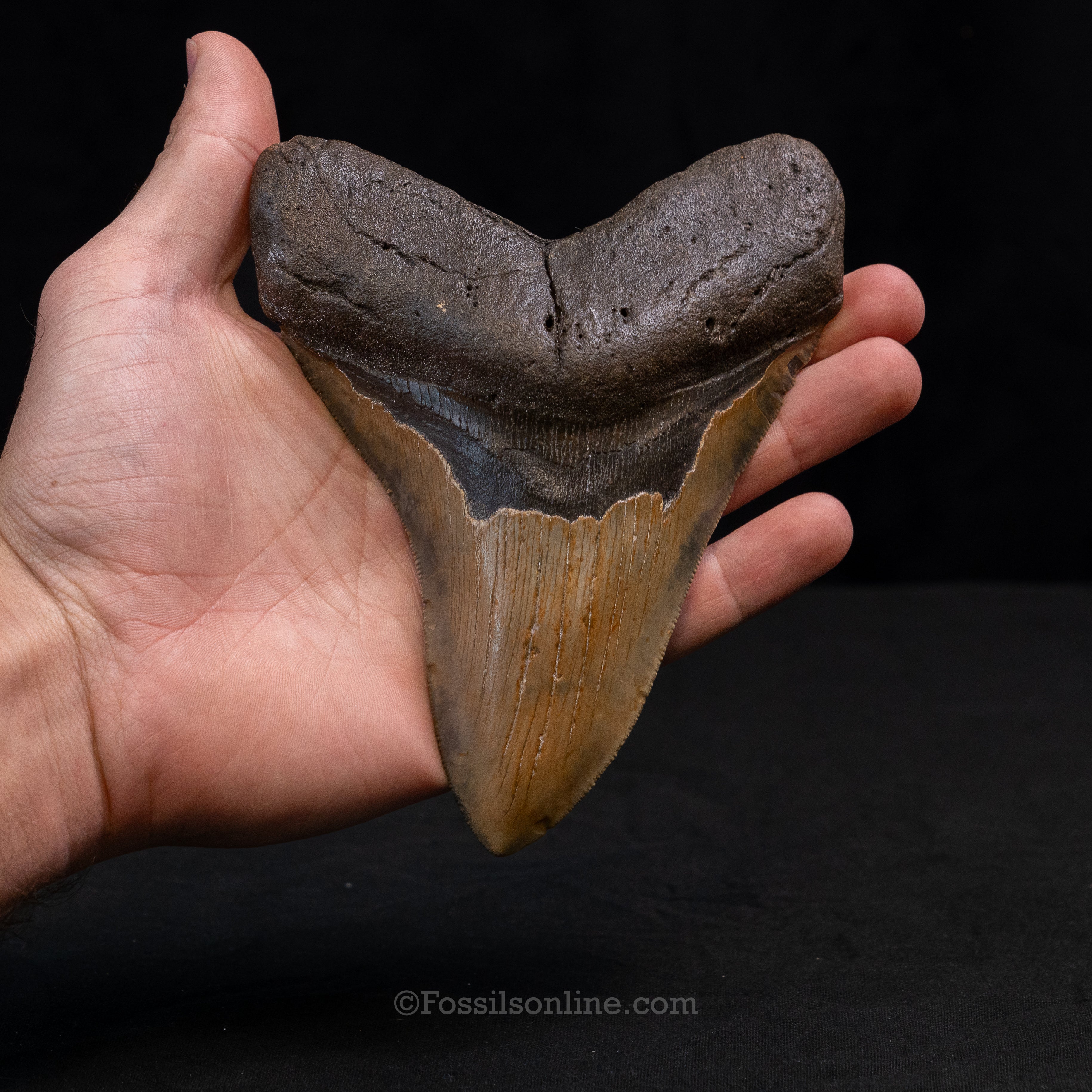 North Carolina Megalodon 5.73"