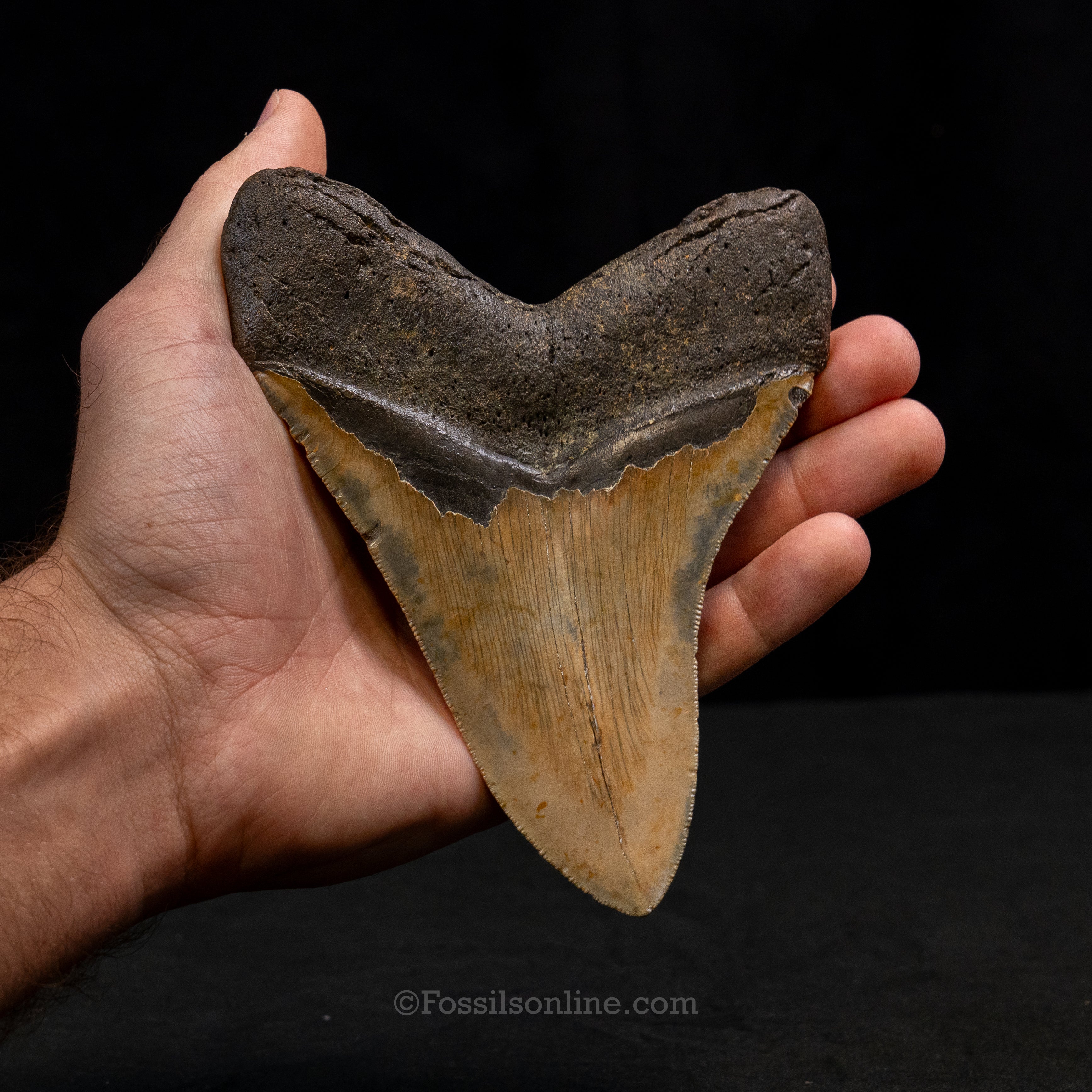 North Carolina Megalodon 5.73"