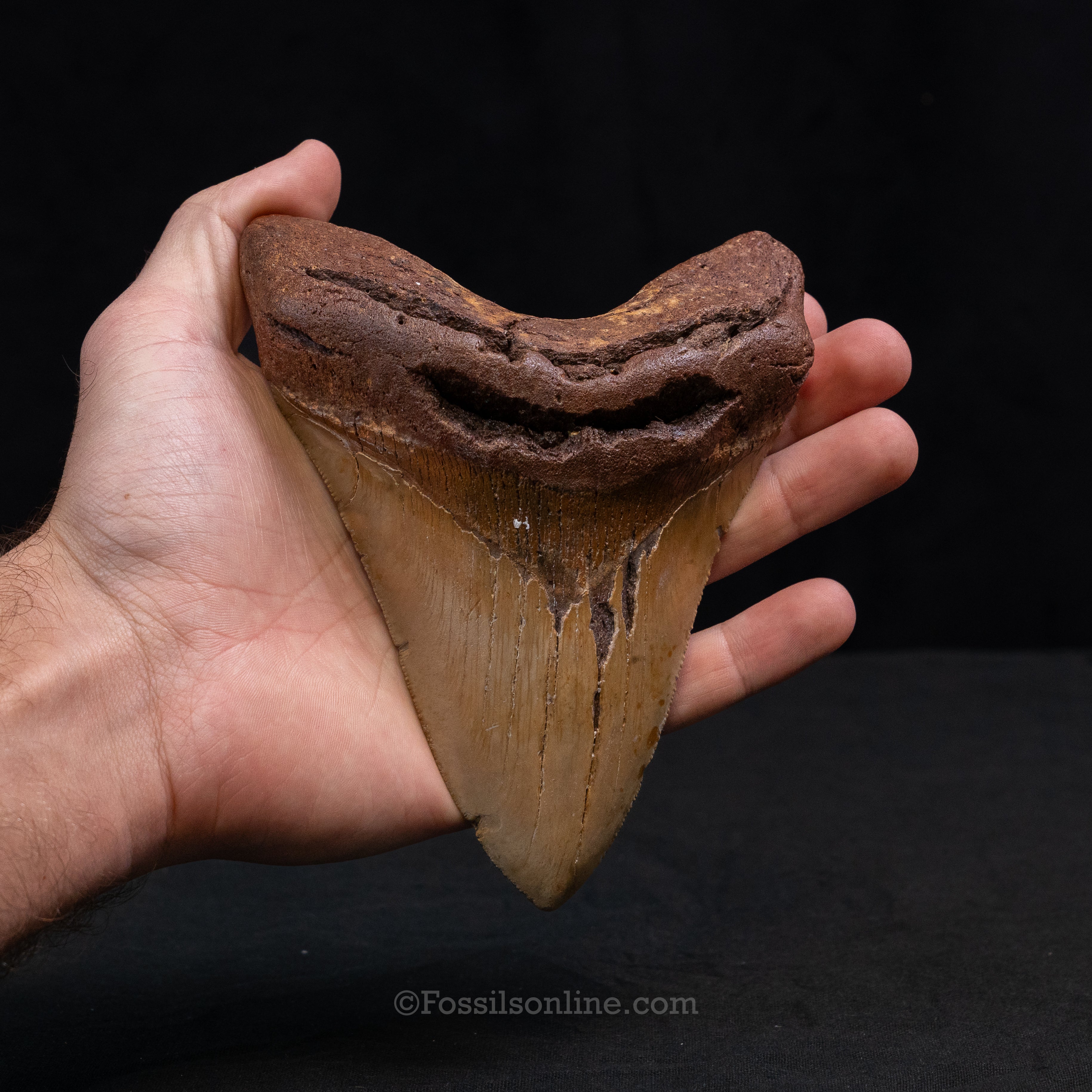 North Carolina Megalodon 5.61"