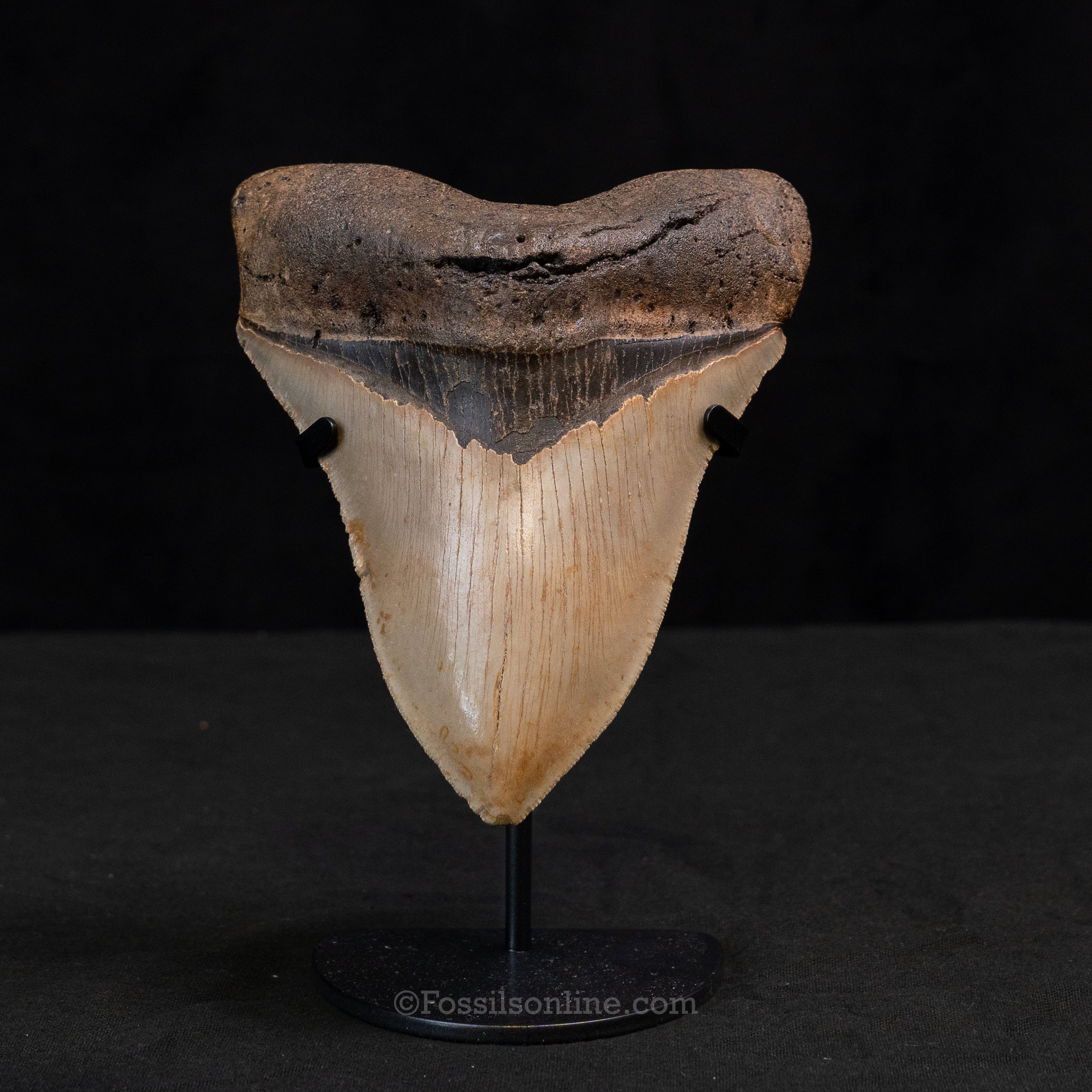 North Carolina Megalodon 5.61"