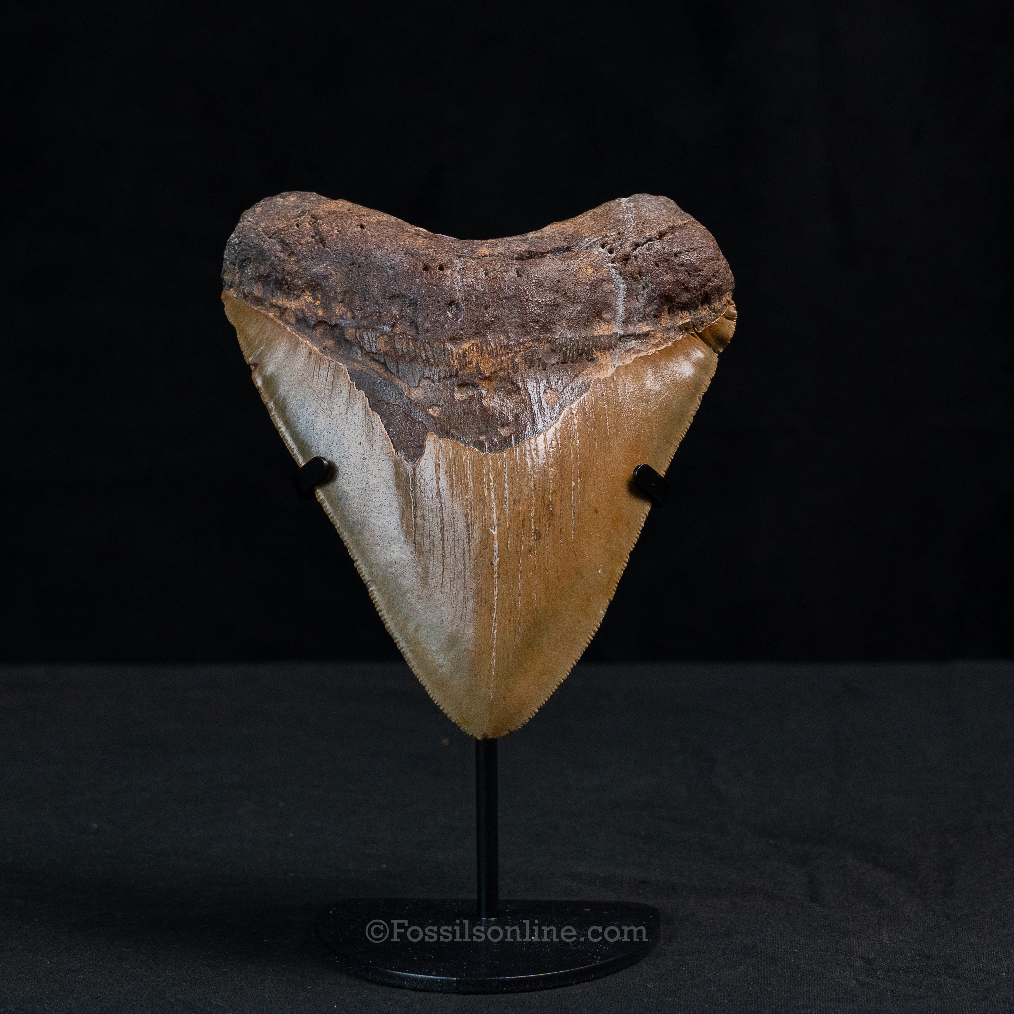 North Carolina Megalodon 5.60"