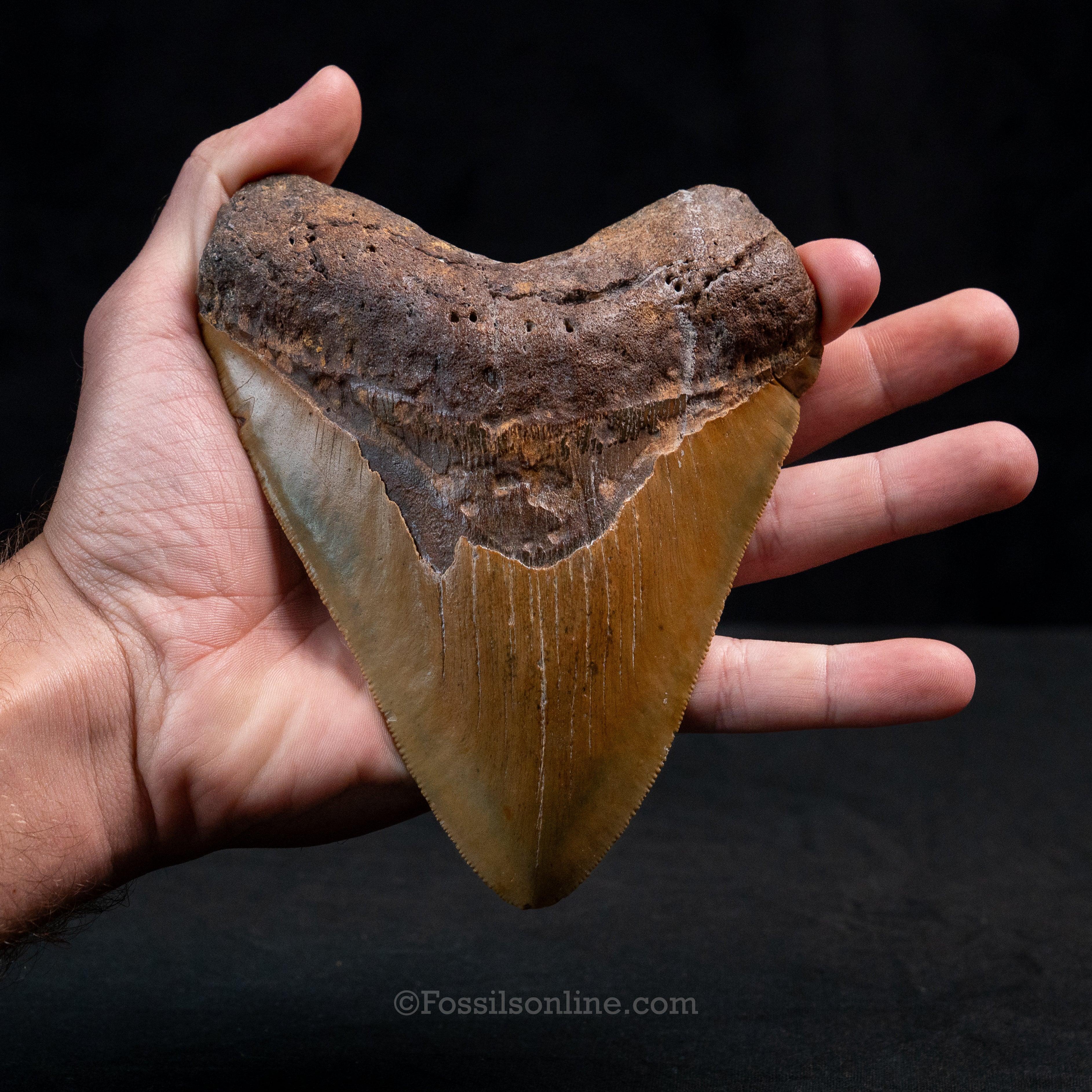 North Carolina Megalodon 5.60"