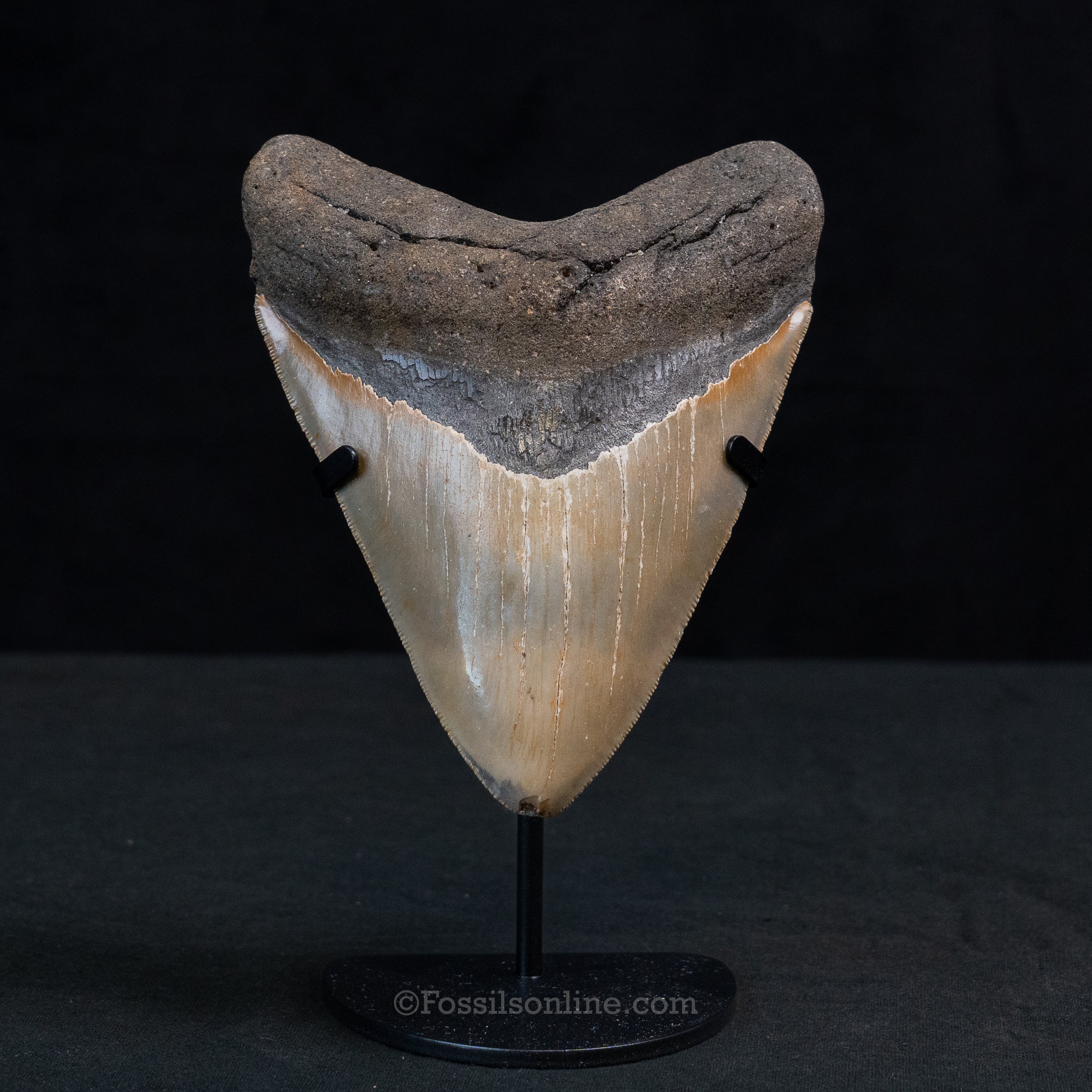 North Carolina Megalodon 5.51"