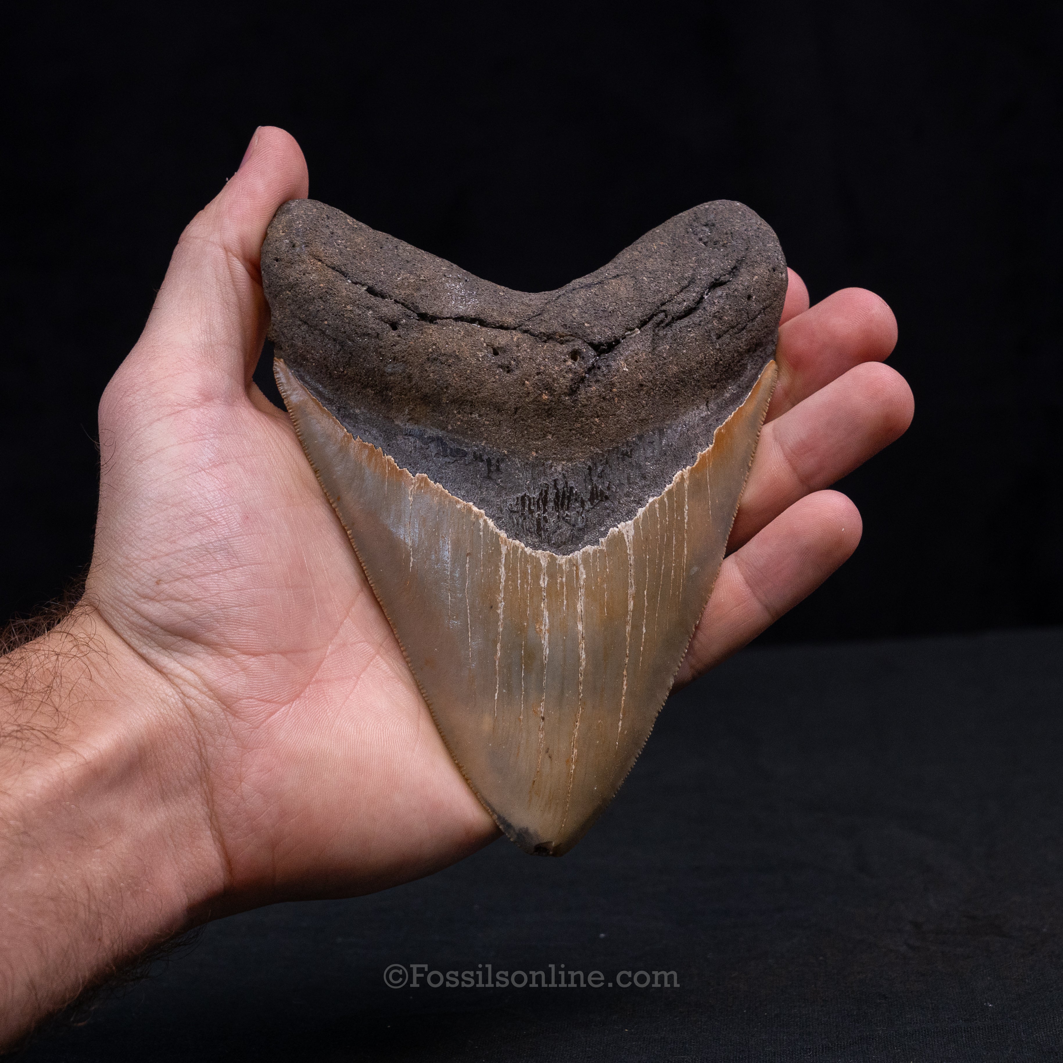 North Carolina Megalodon 5.51"