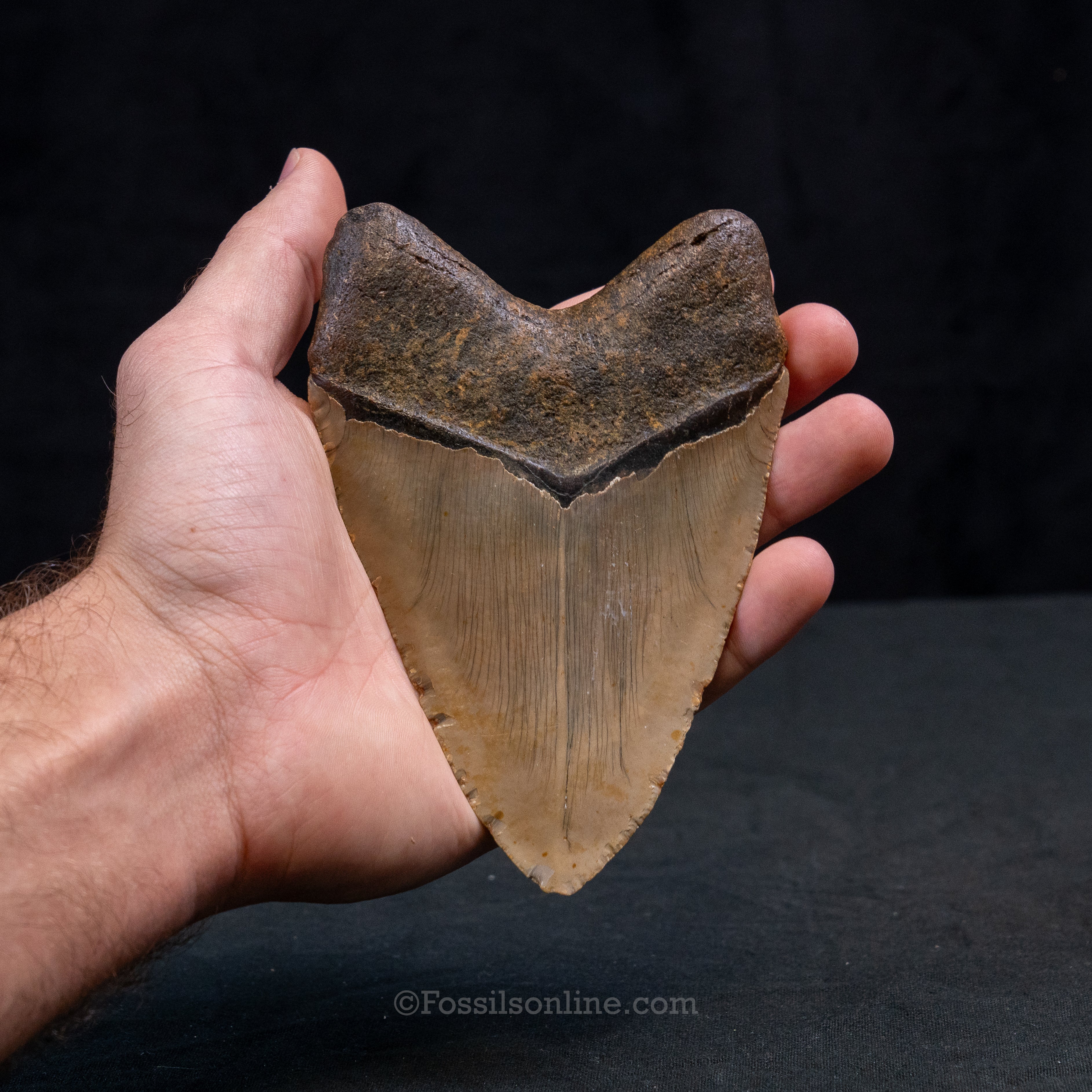 North Carolina Megalodon 5.51"