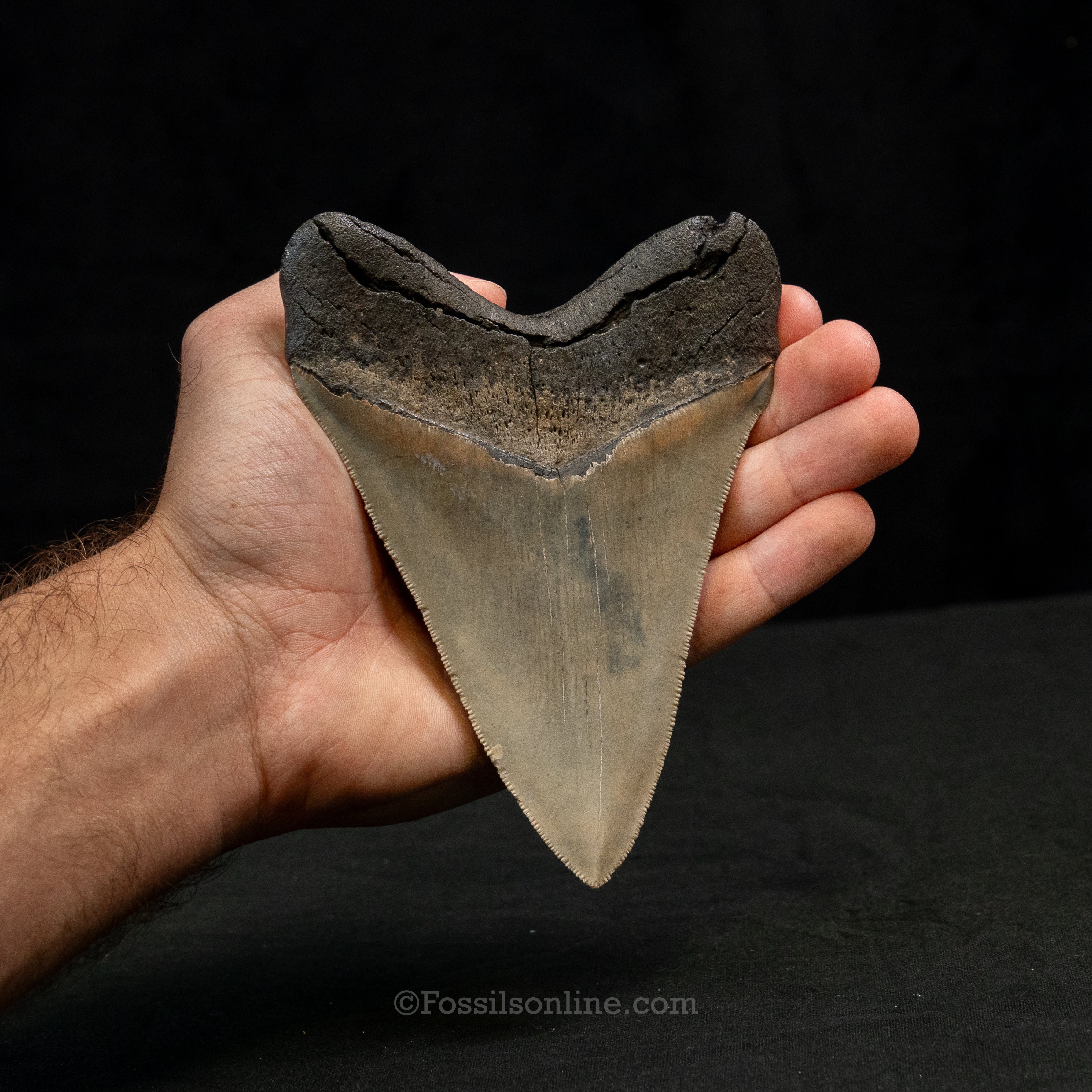 North Carolina Megalodon 5.49"