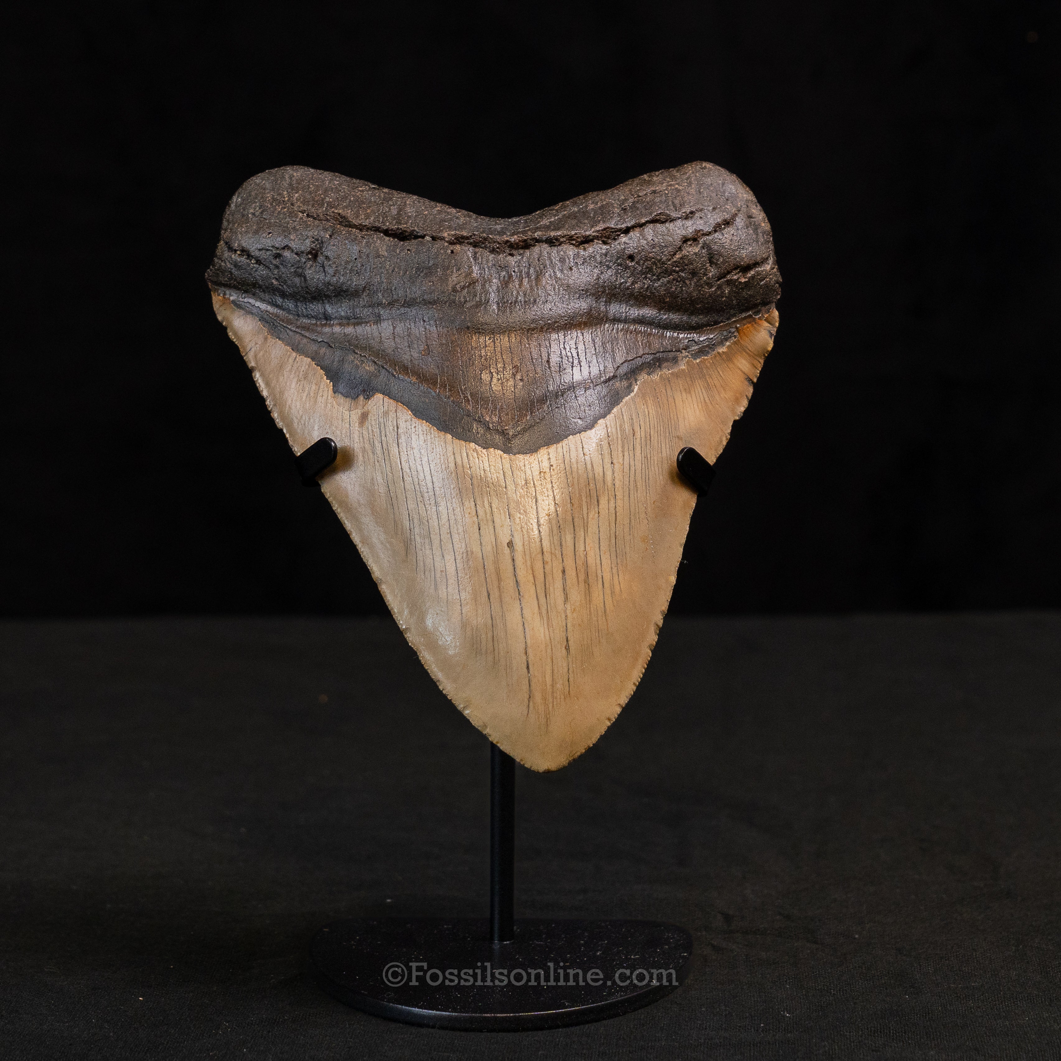 North Carolina Megalodon 5.49"