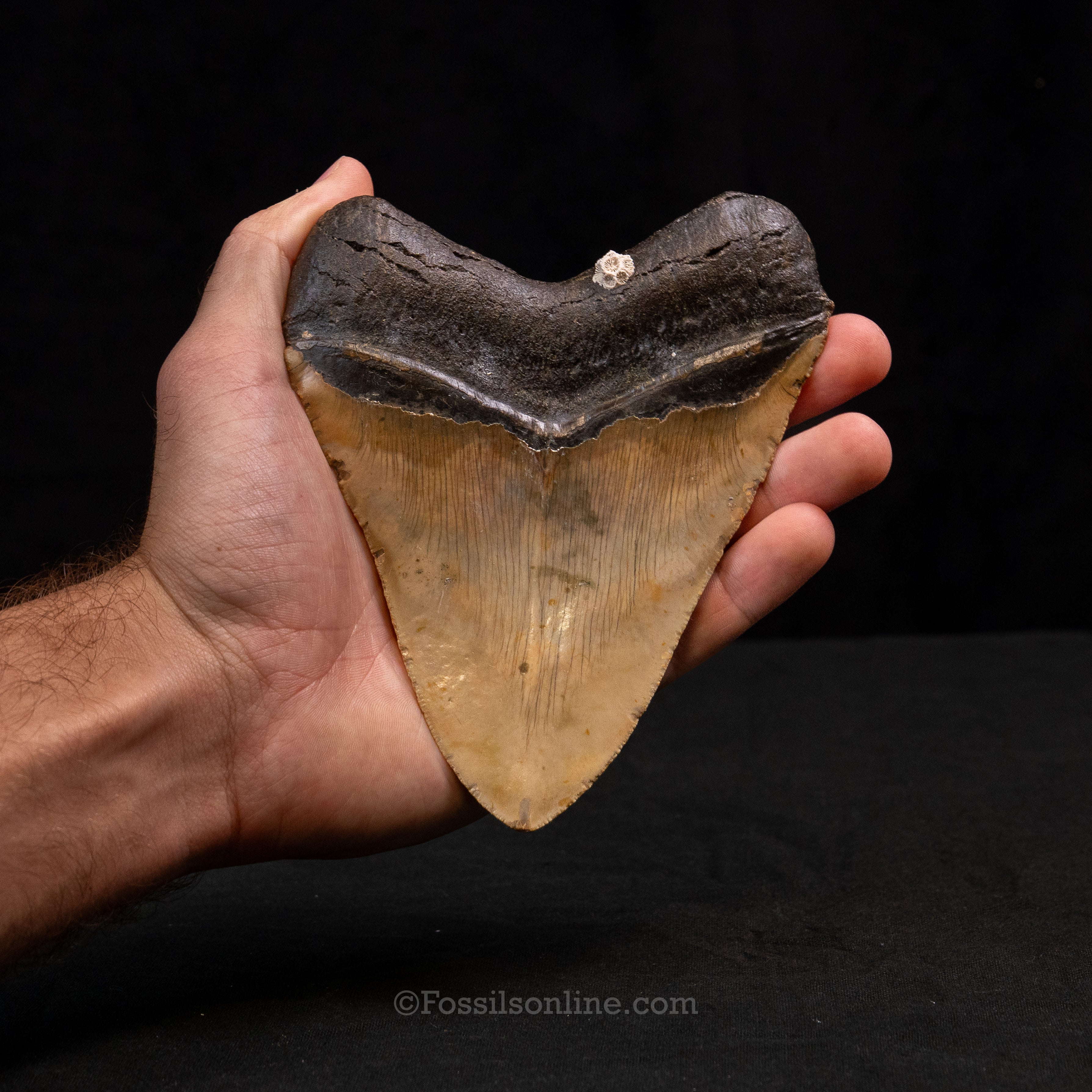 North Carolina Megalodon 5.49"