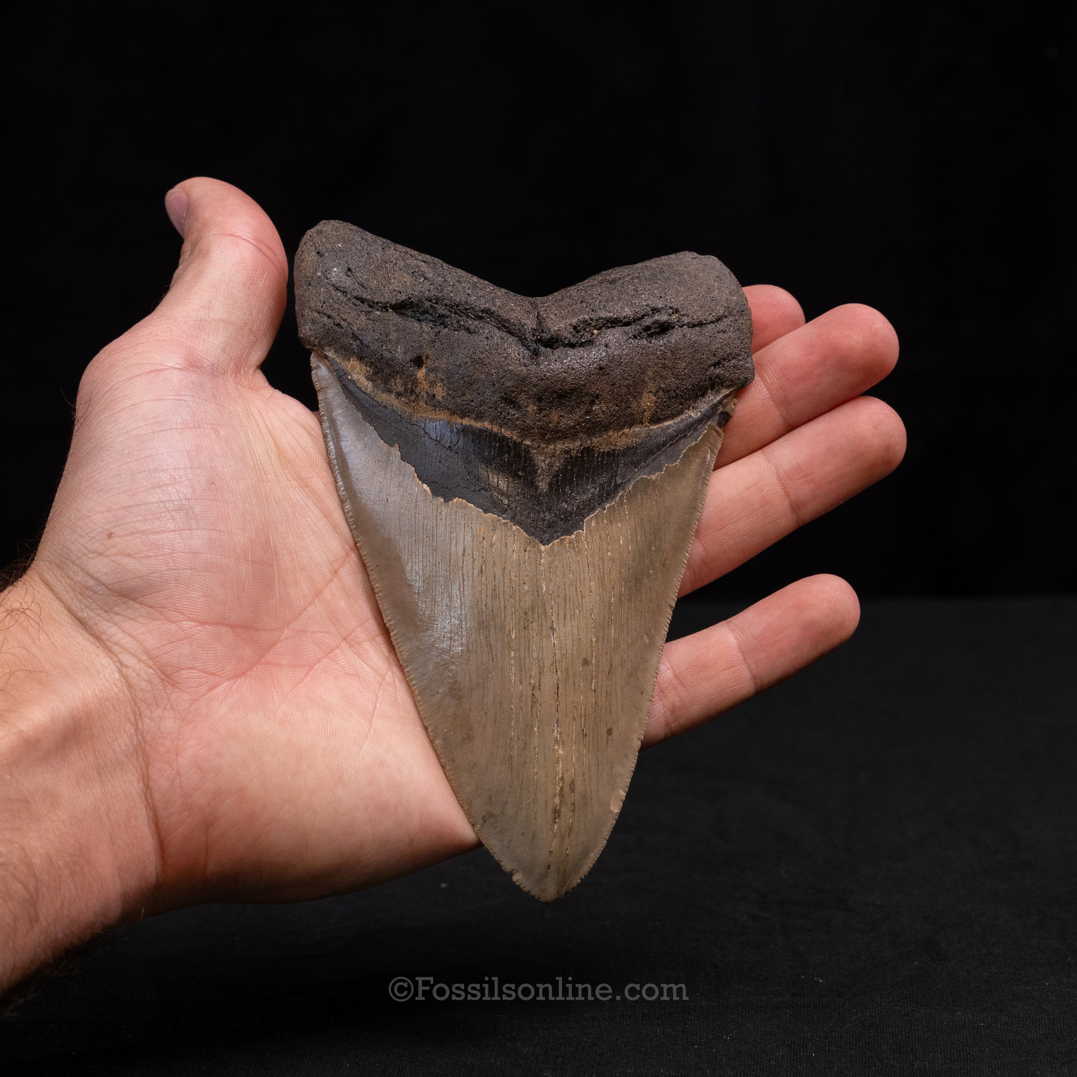 North Carolina Megalodon 5.42"