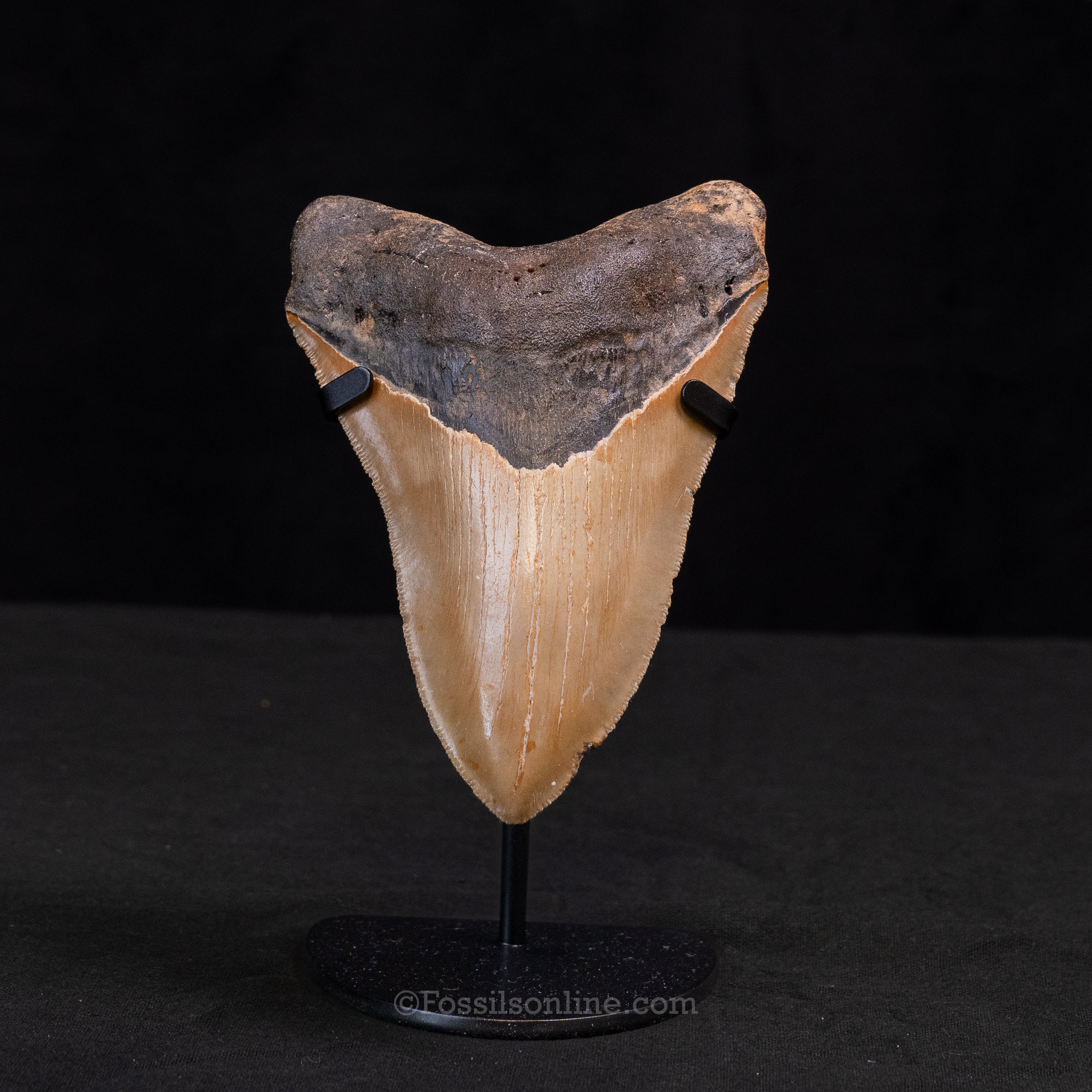 North Carolina Megalodon 5.24"