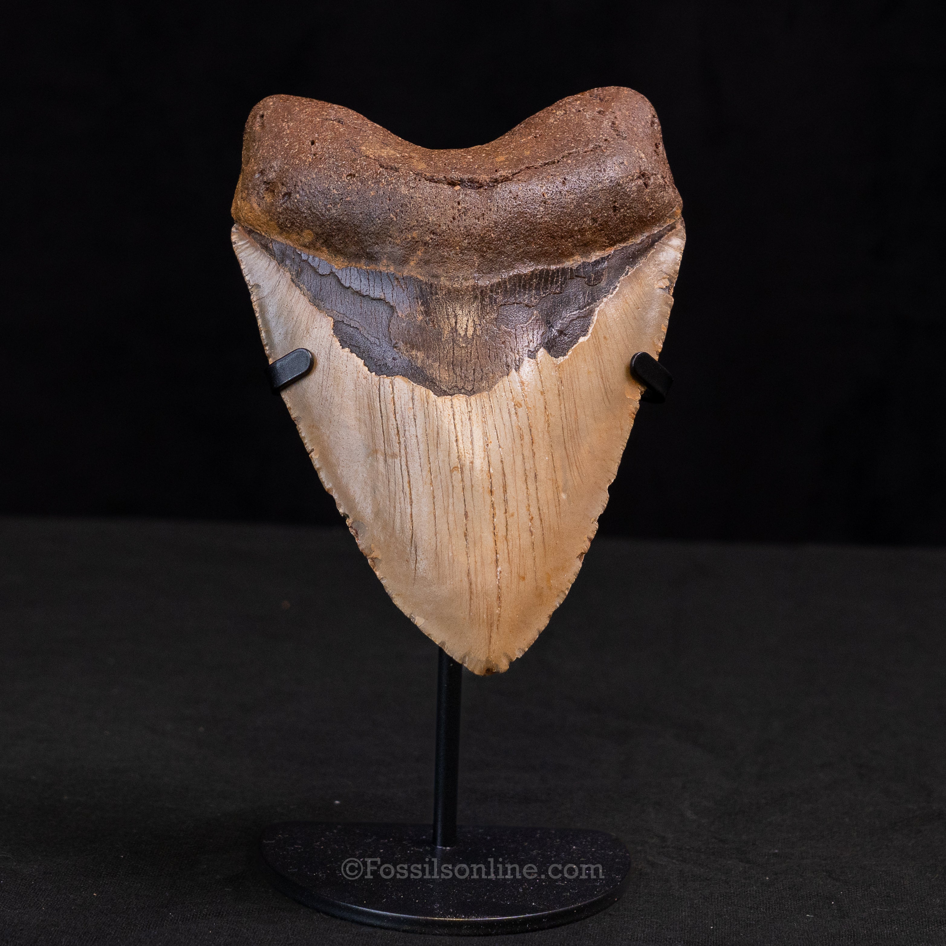 North Carolina Megalodon 5.24"