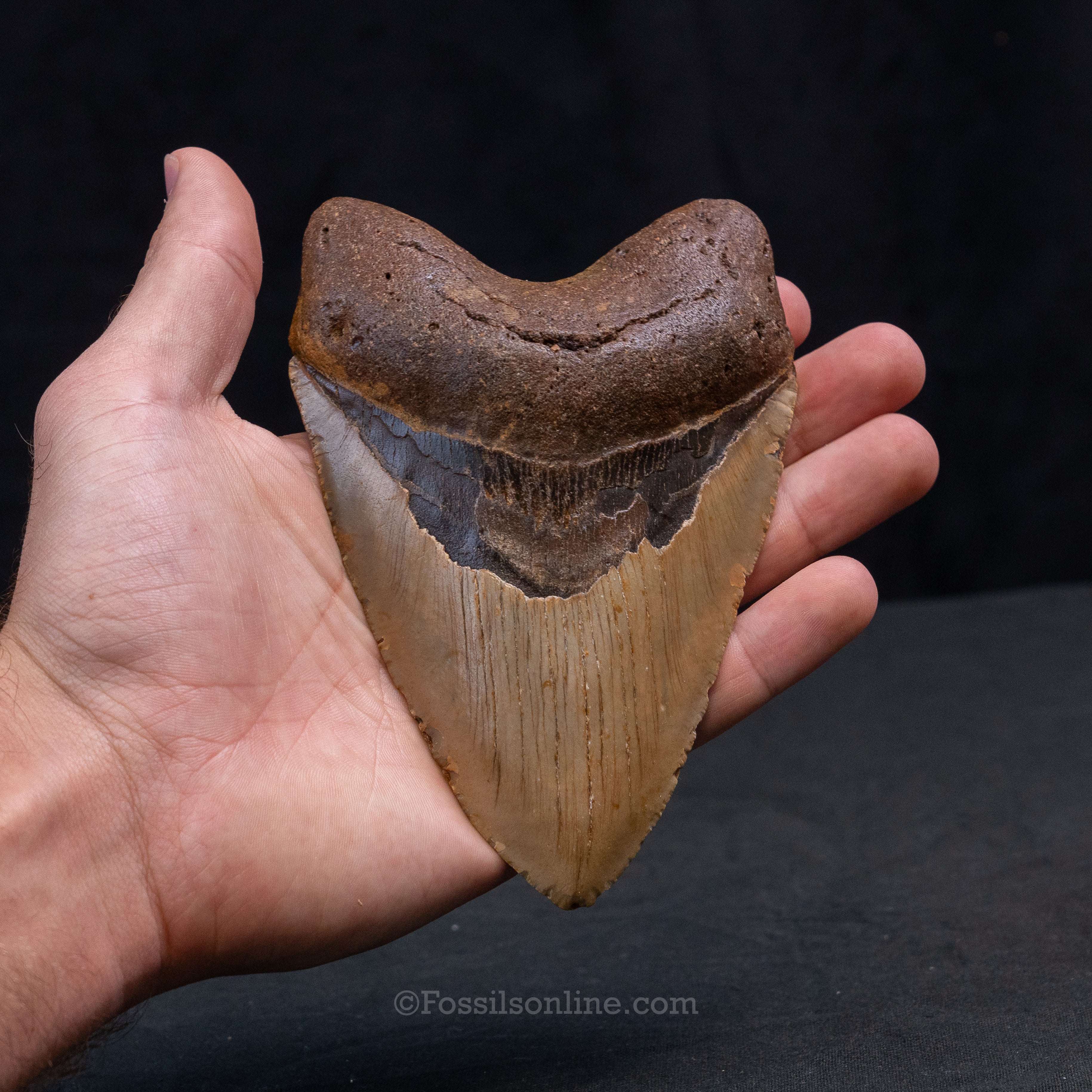 North Carolina Megalodon 5.24"