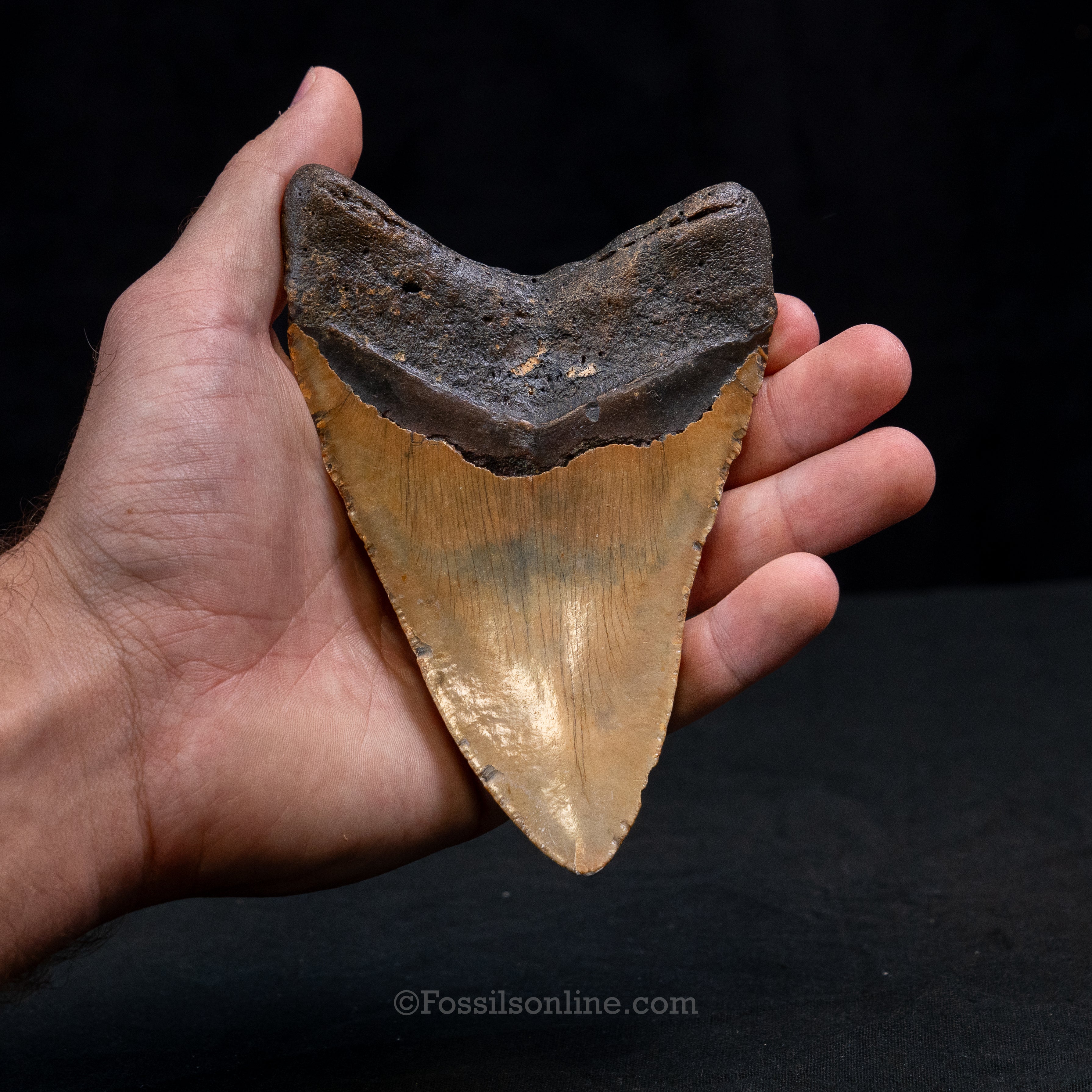 North Carolina Megalodon 5.24"