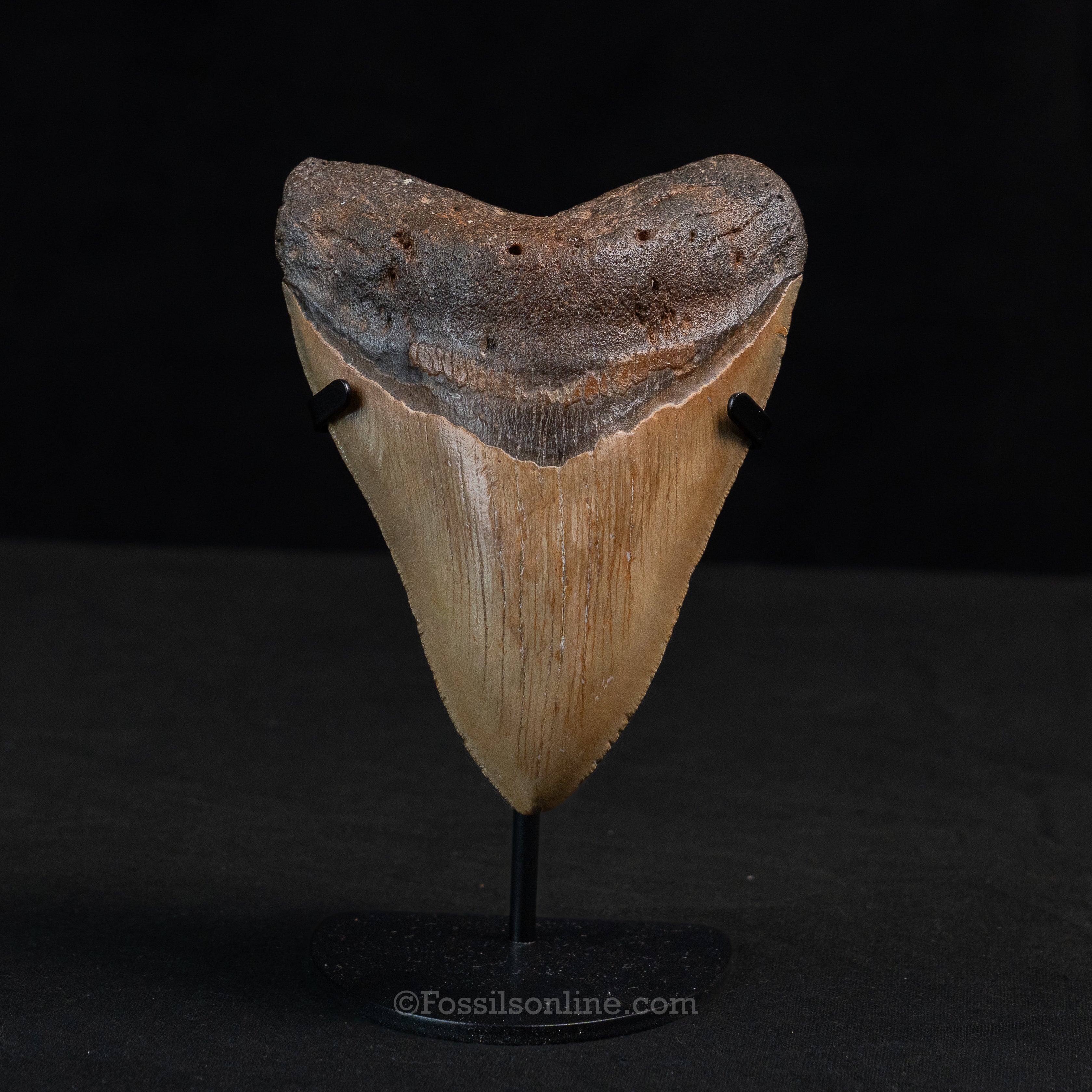 North Carolina Megalodon 5.05"