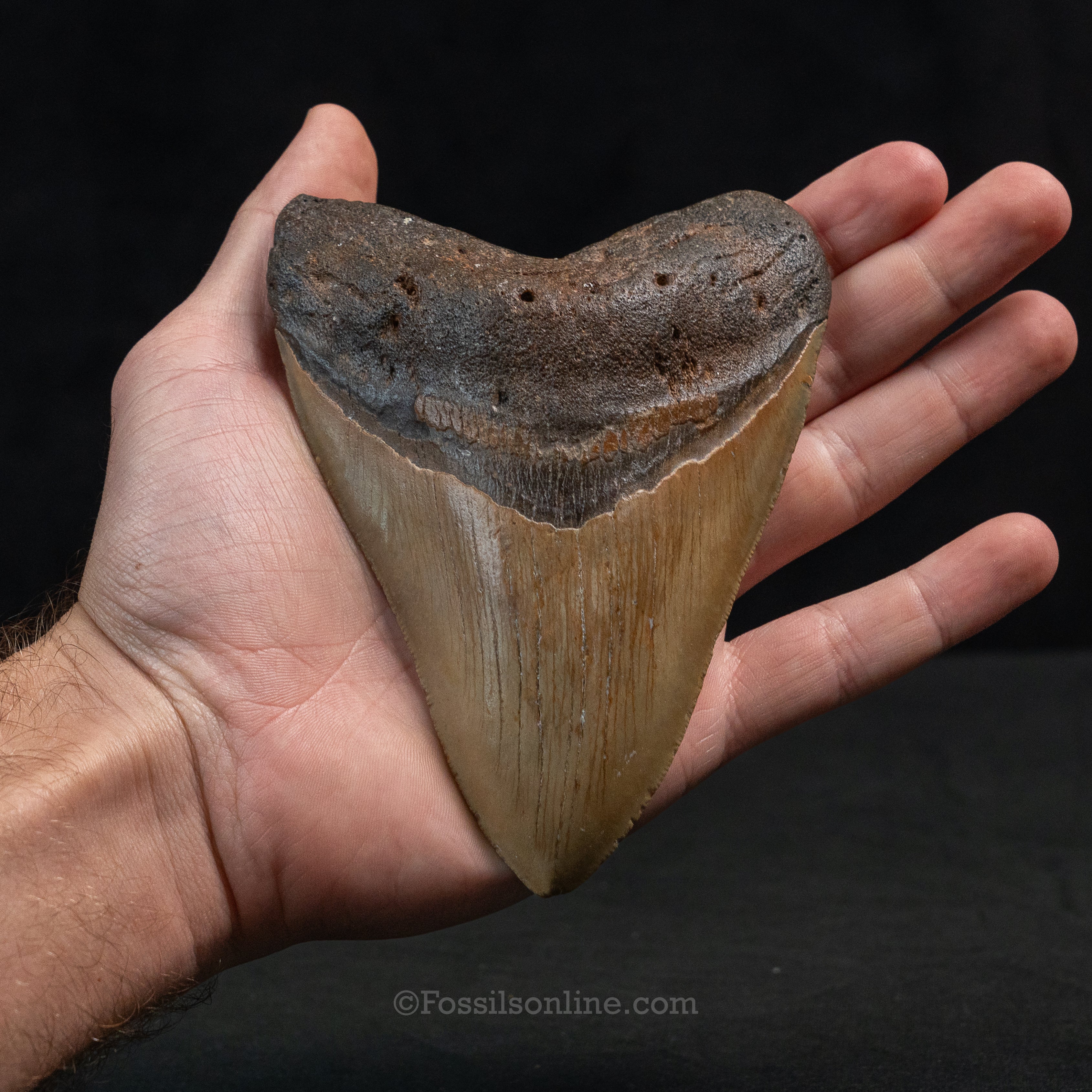 North Carolina Megalodon 5.05"