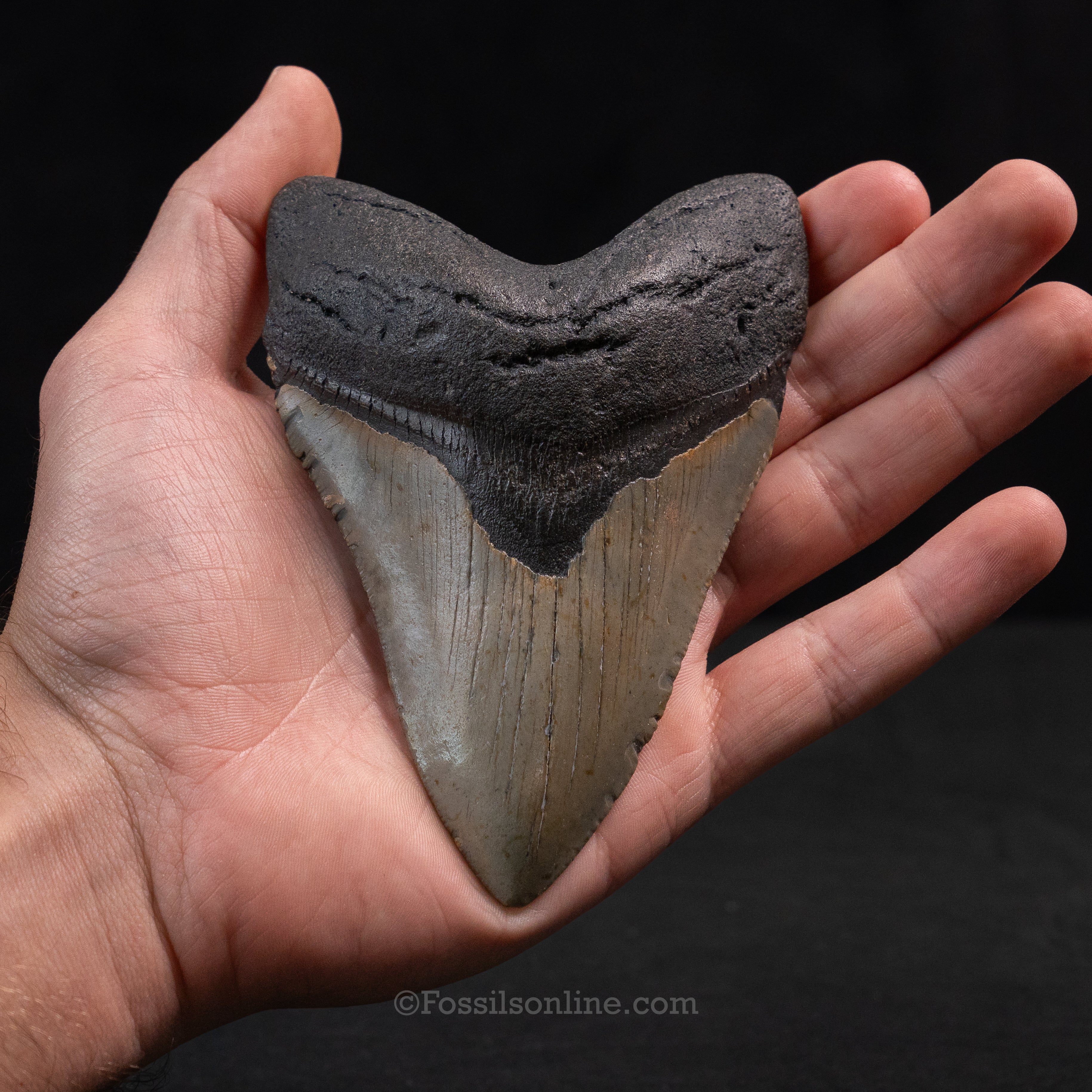 North Carolina Megalodon 4.89"