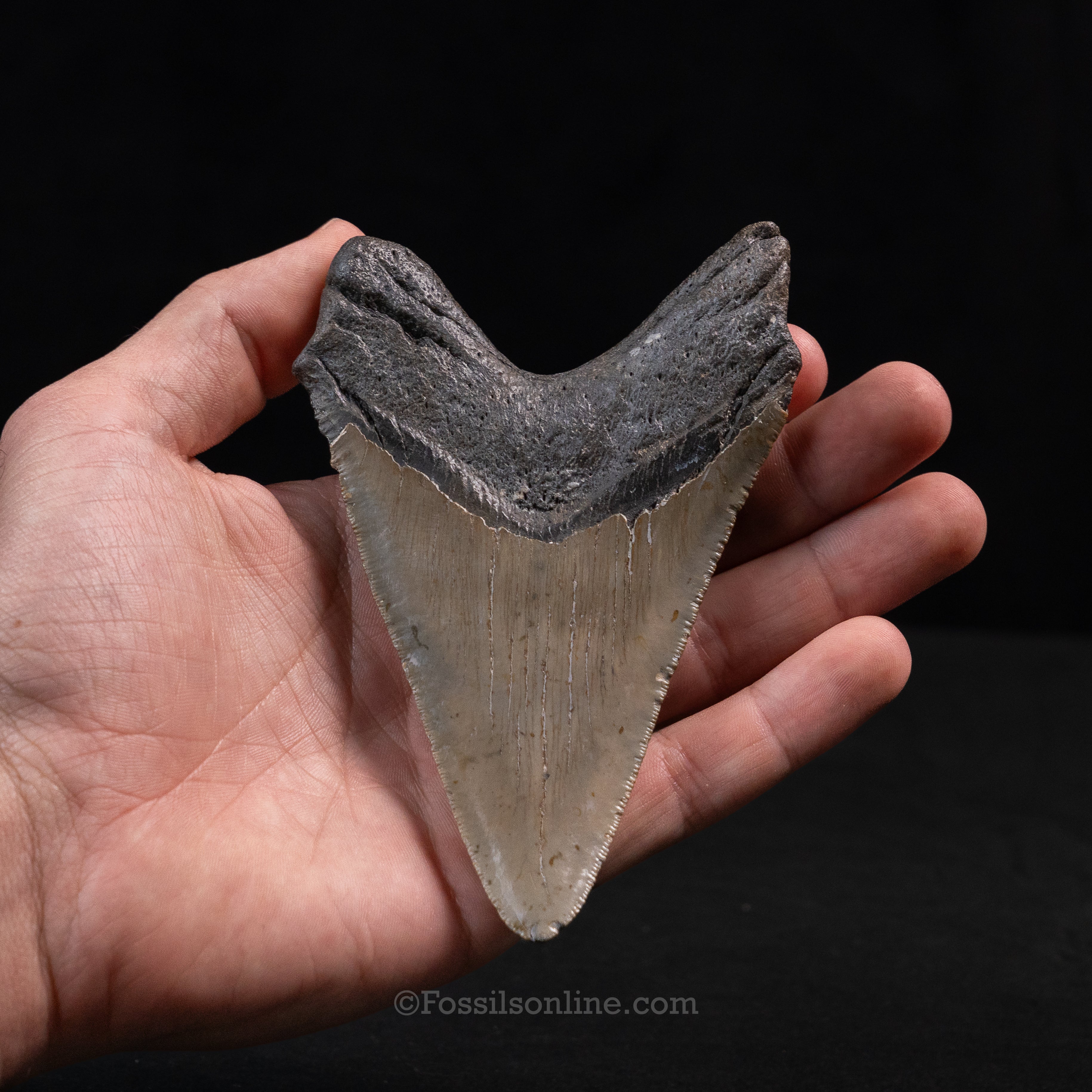 North Carolina Megalodon 4.84"