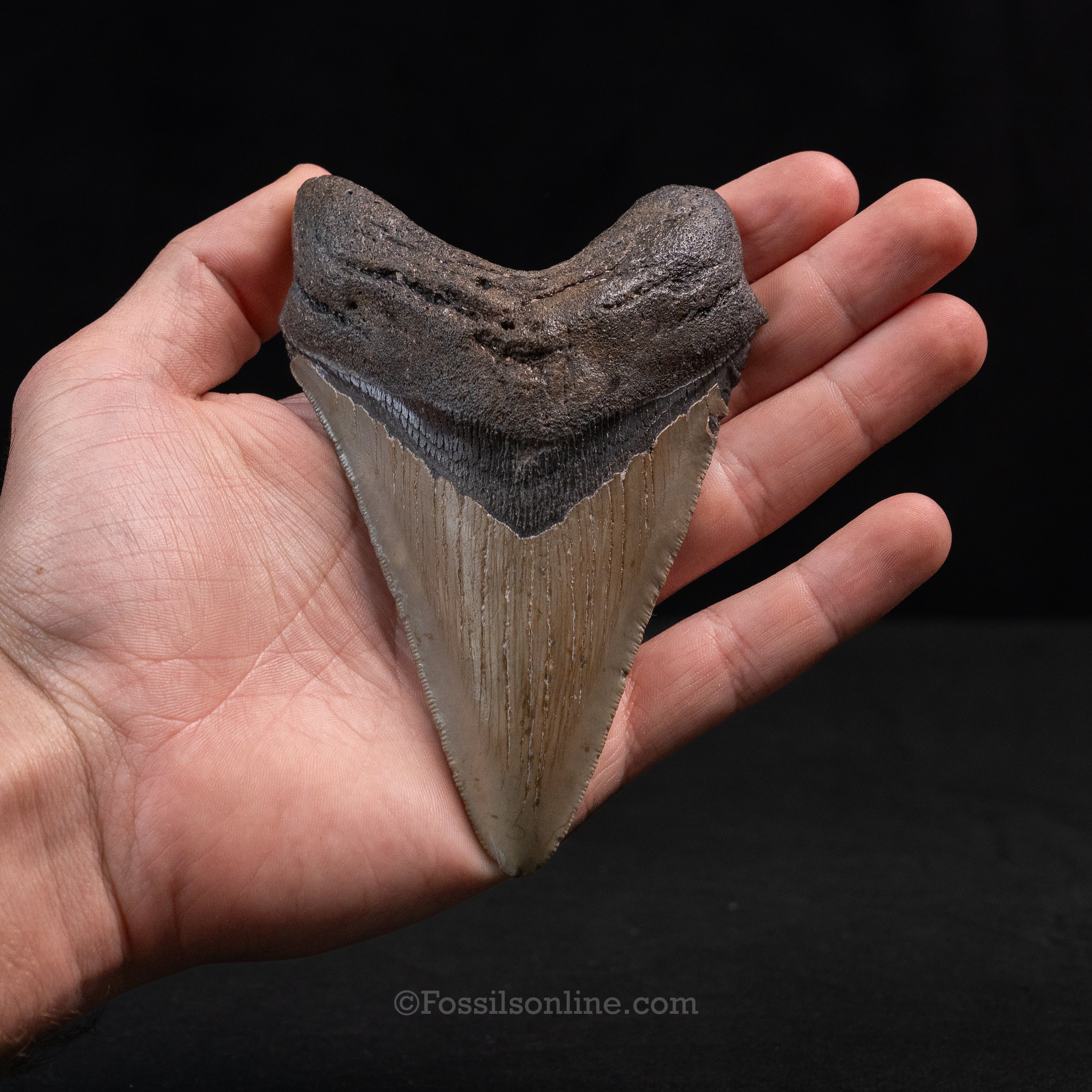 North Carolina Megalodon 4.84"