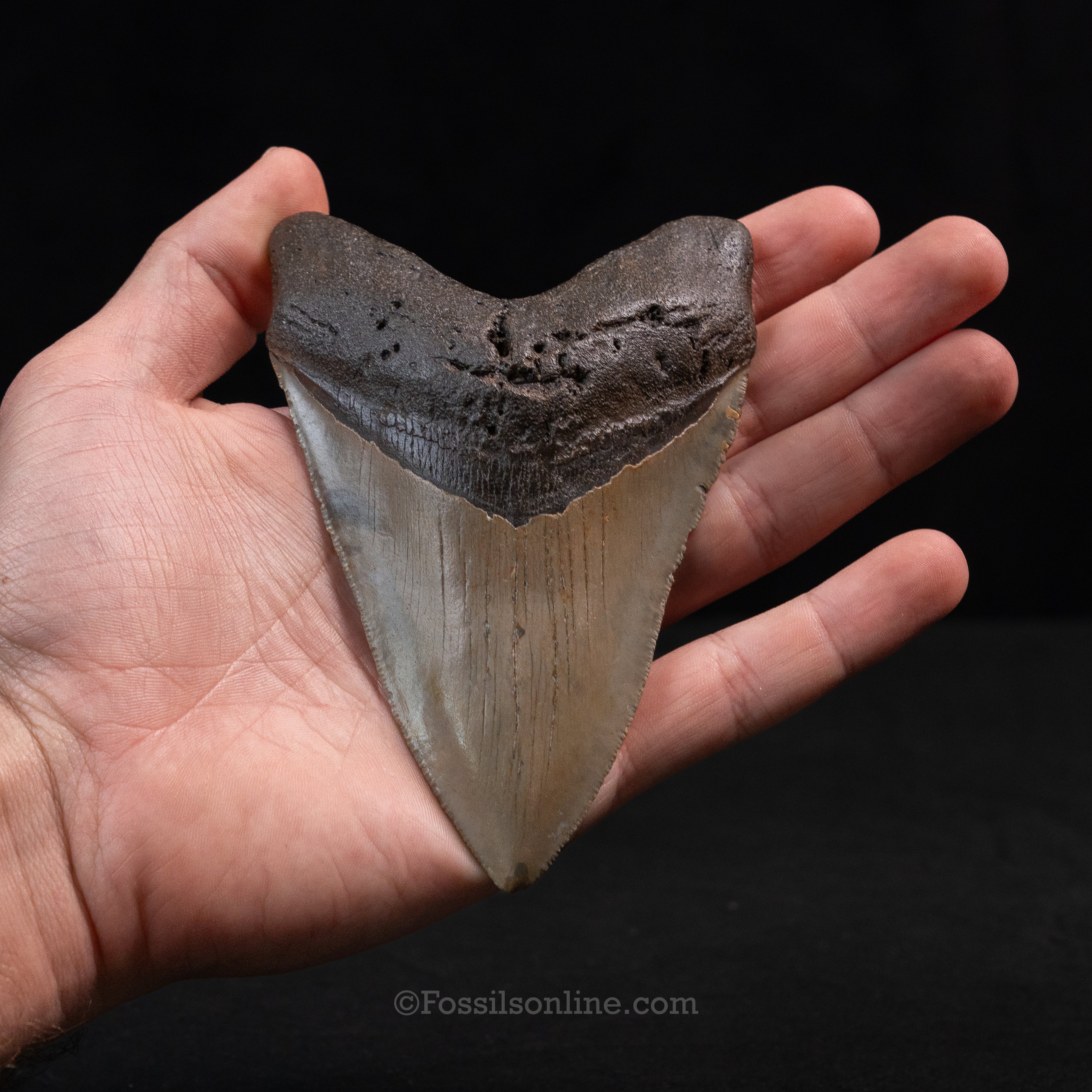 North Carolina Megalodon 4.82"