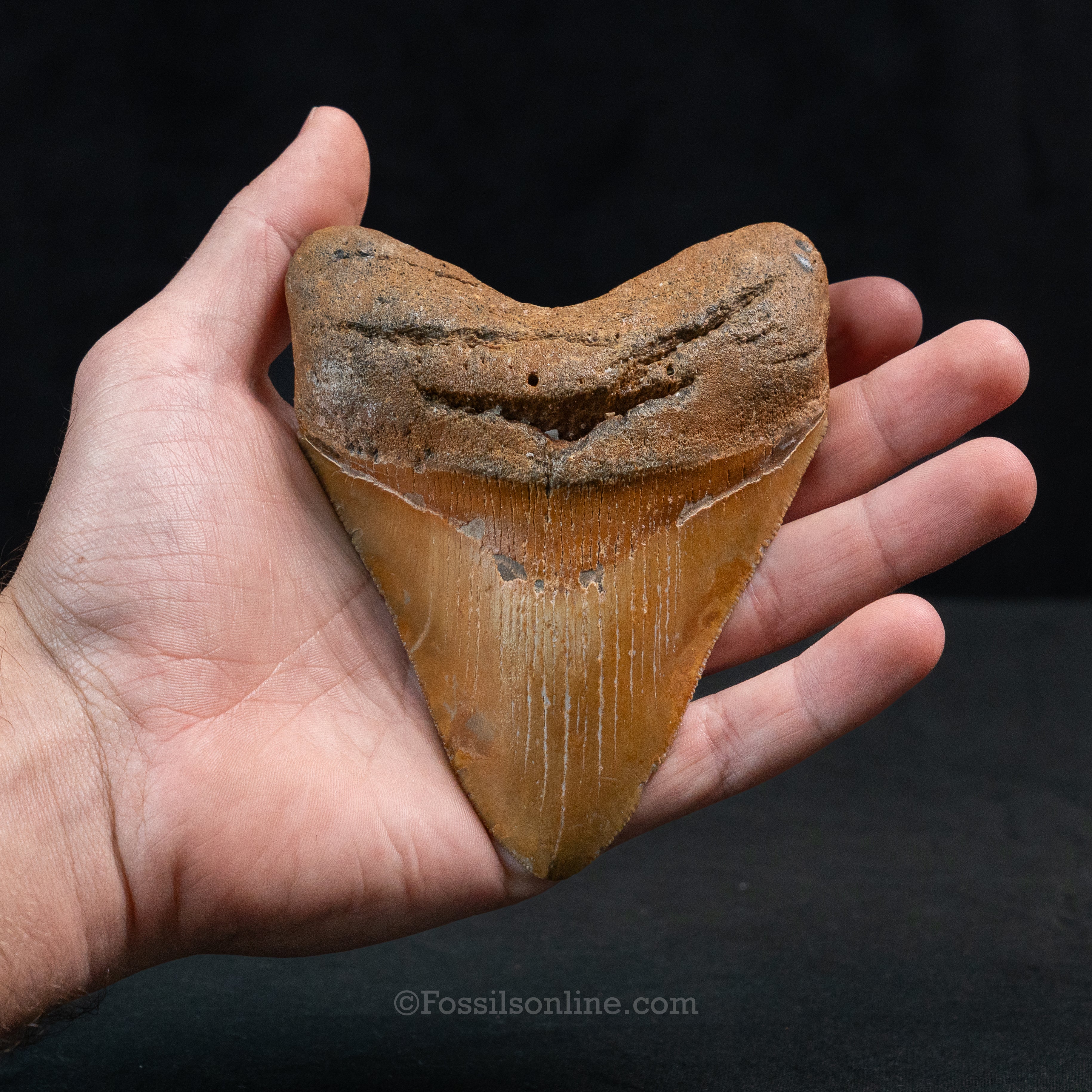 North Carolina Megalodon 4.78"