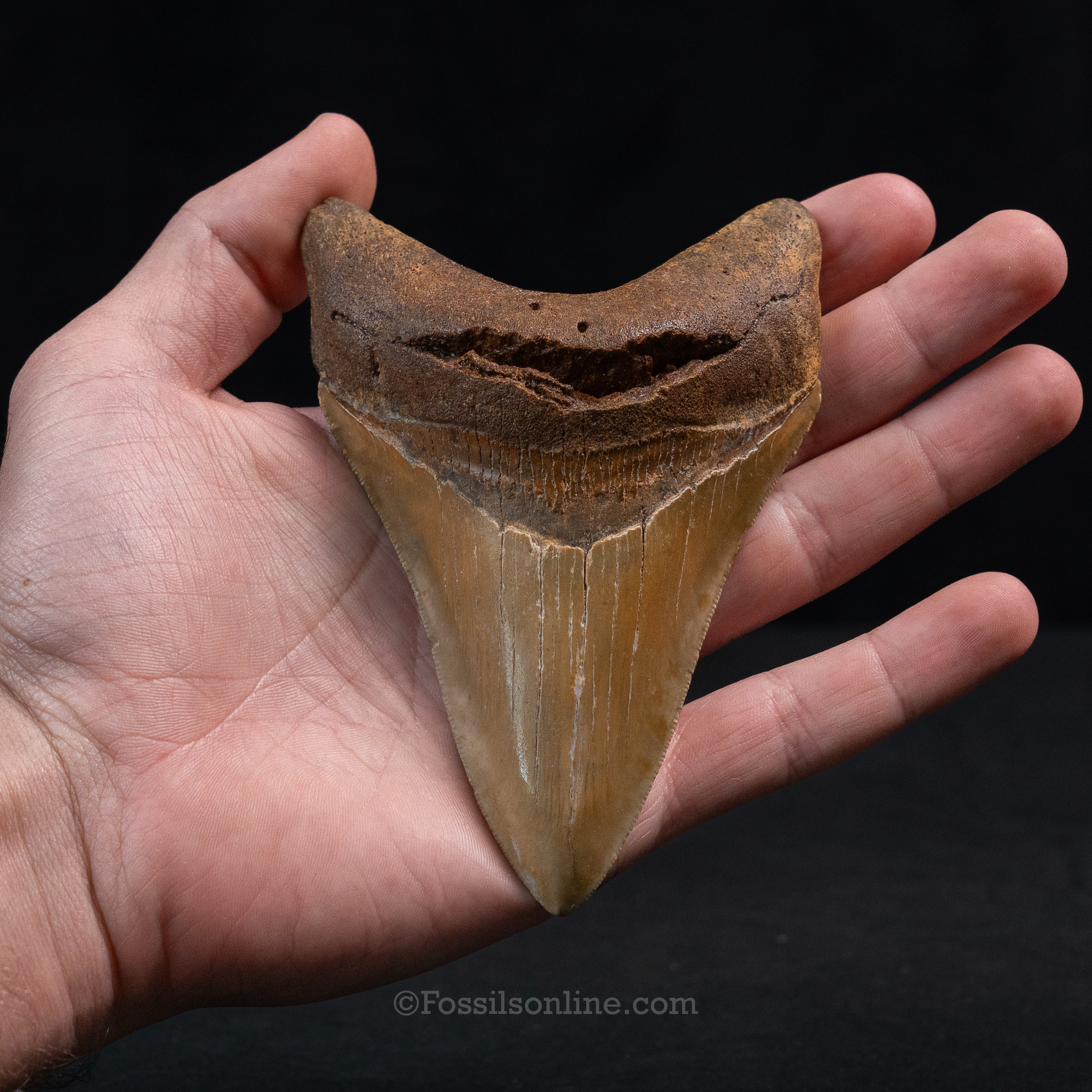 North Carolina Megalodon 4.73"