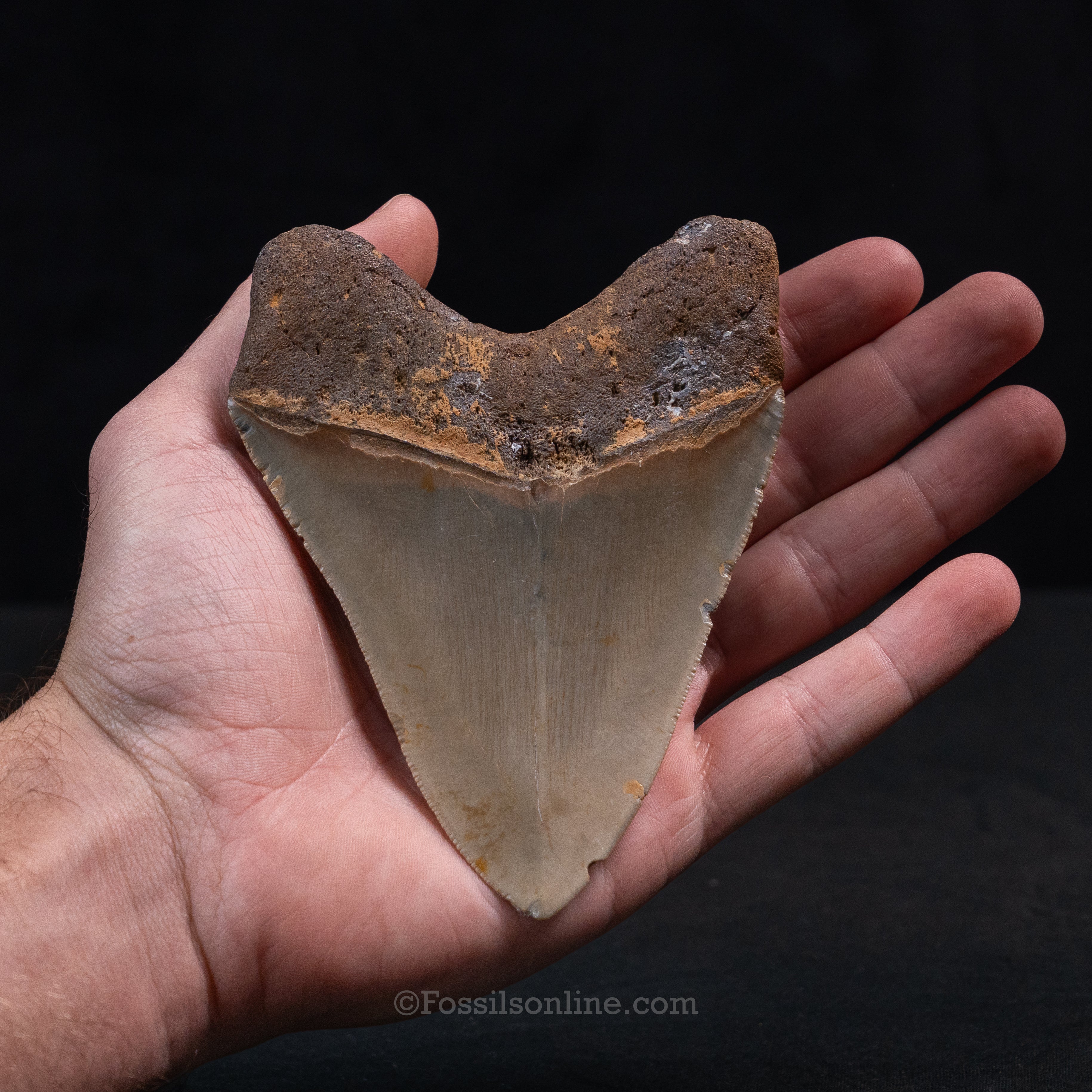 North Carolina Megalodon 4.67"