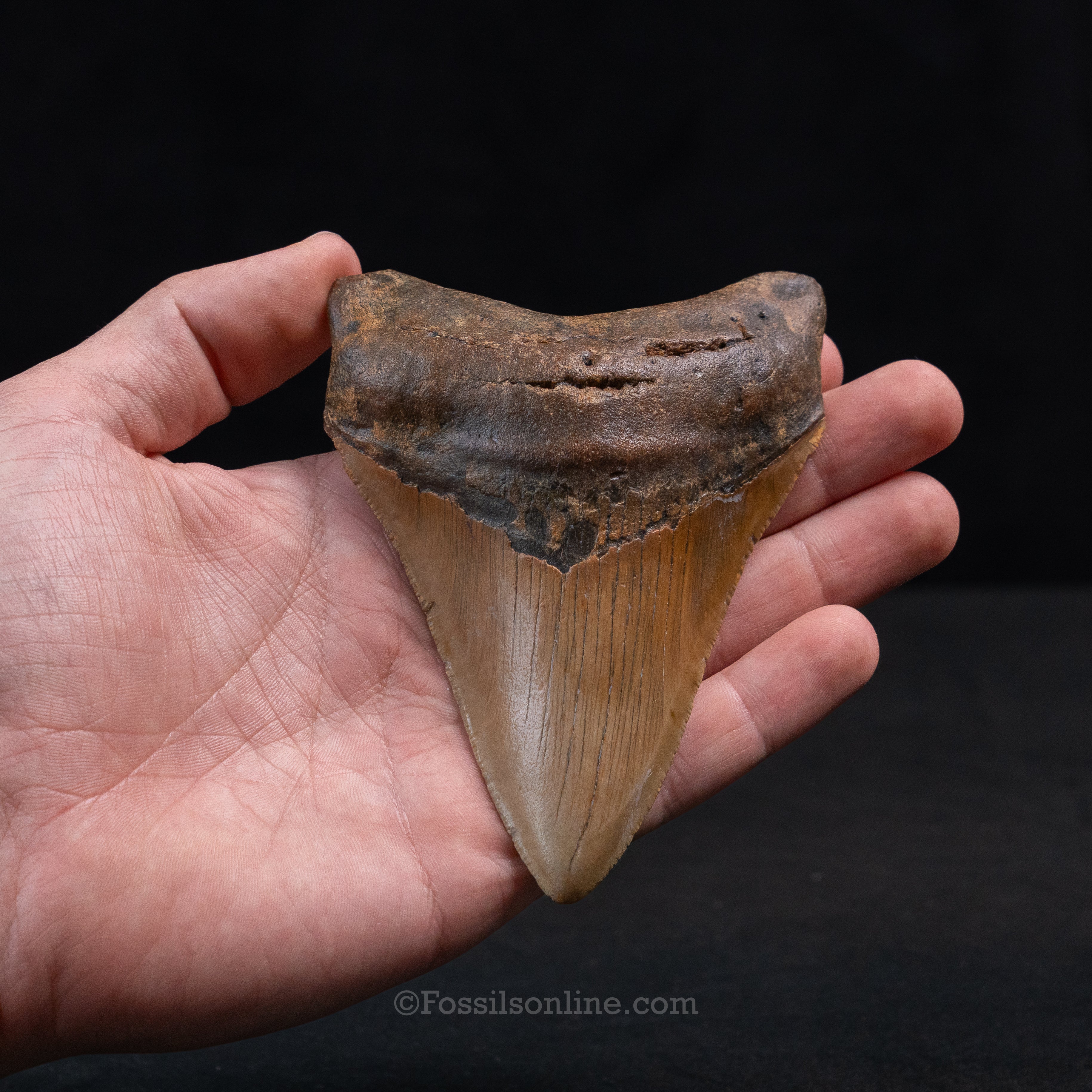 North Carolina Megalodon 4.62"