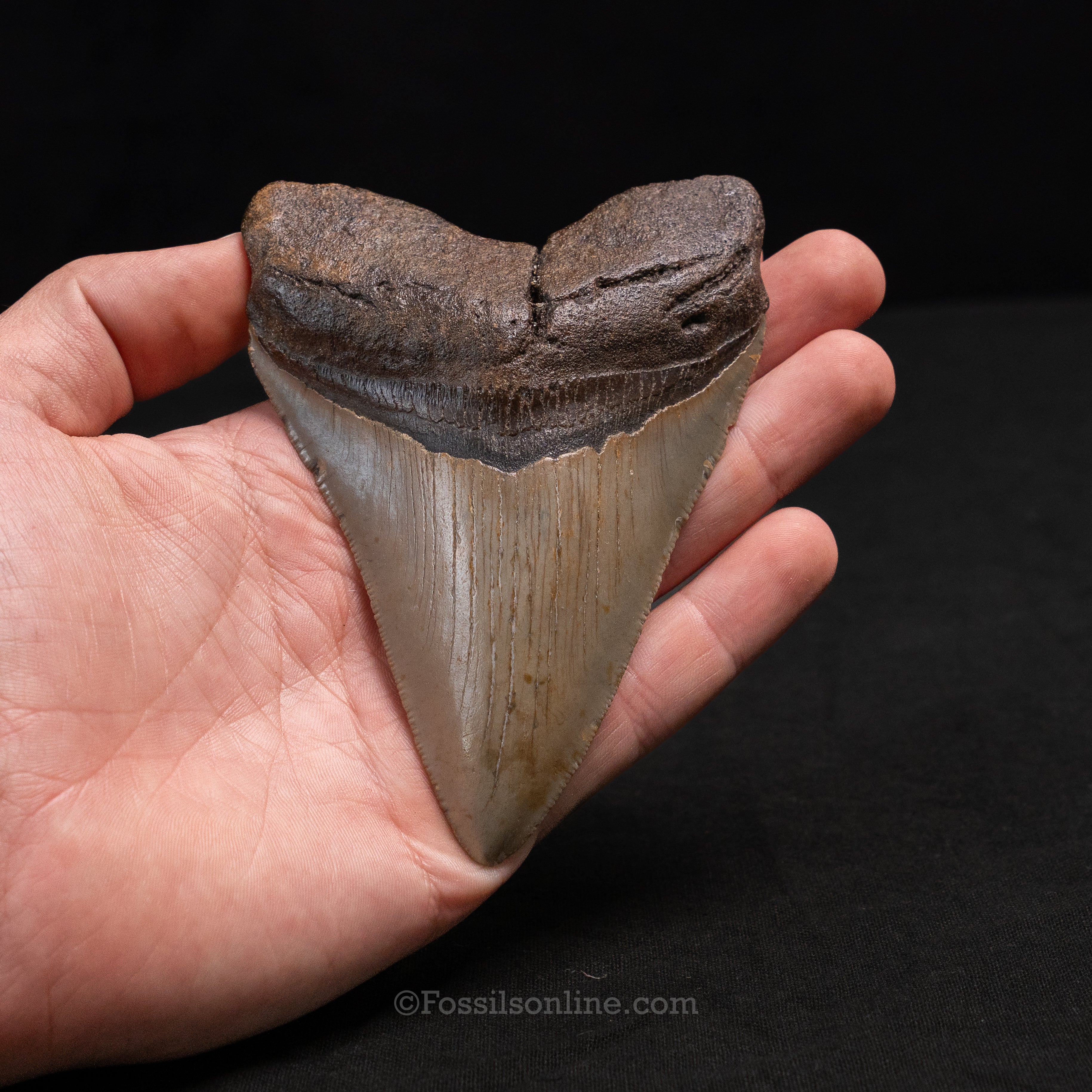 North Carolina Megalodon 4.54"