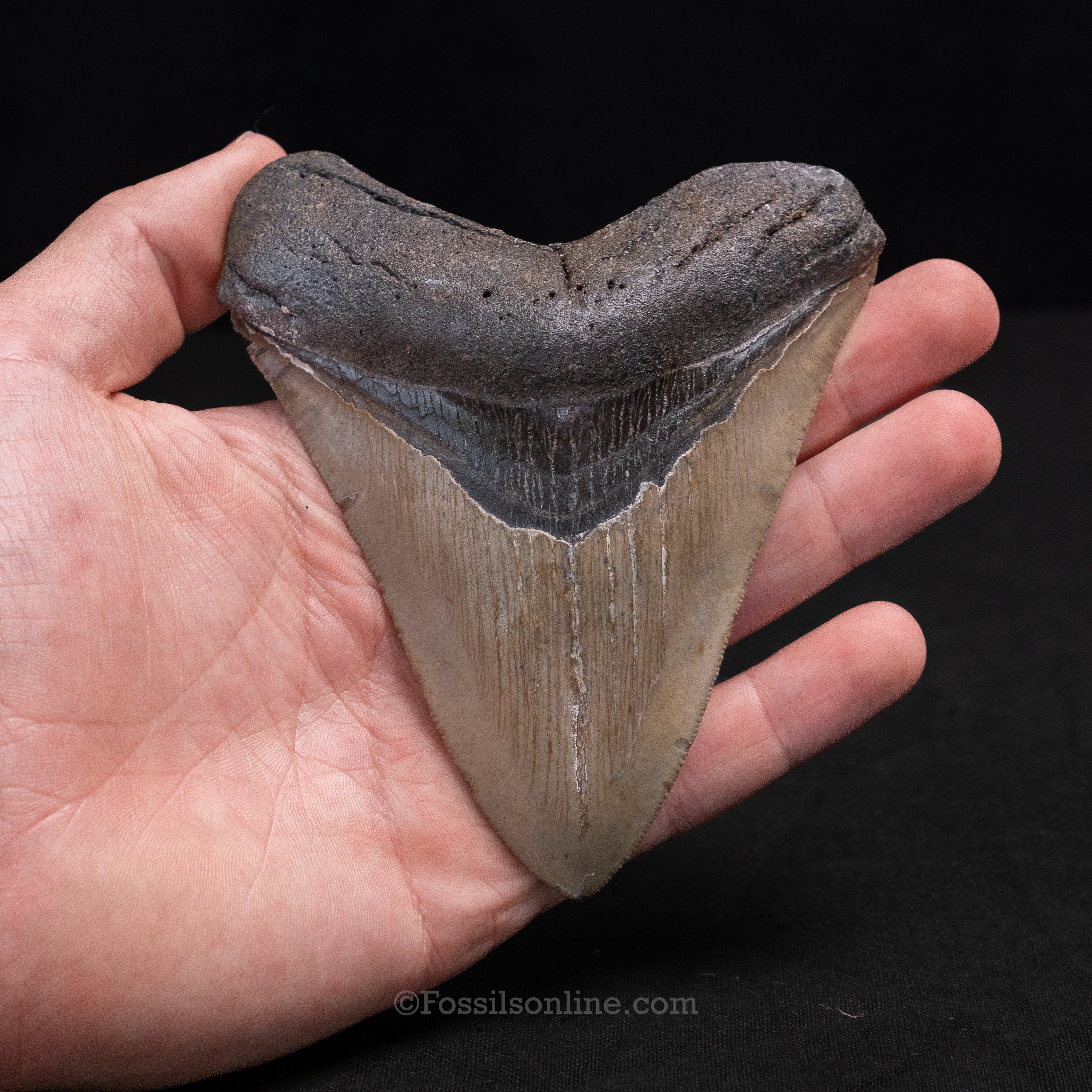 North Carolina Megalodon 4.48"