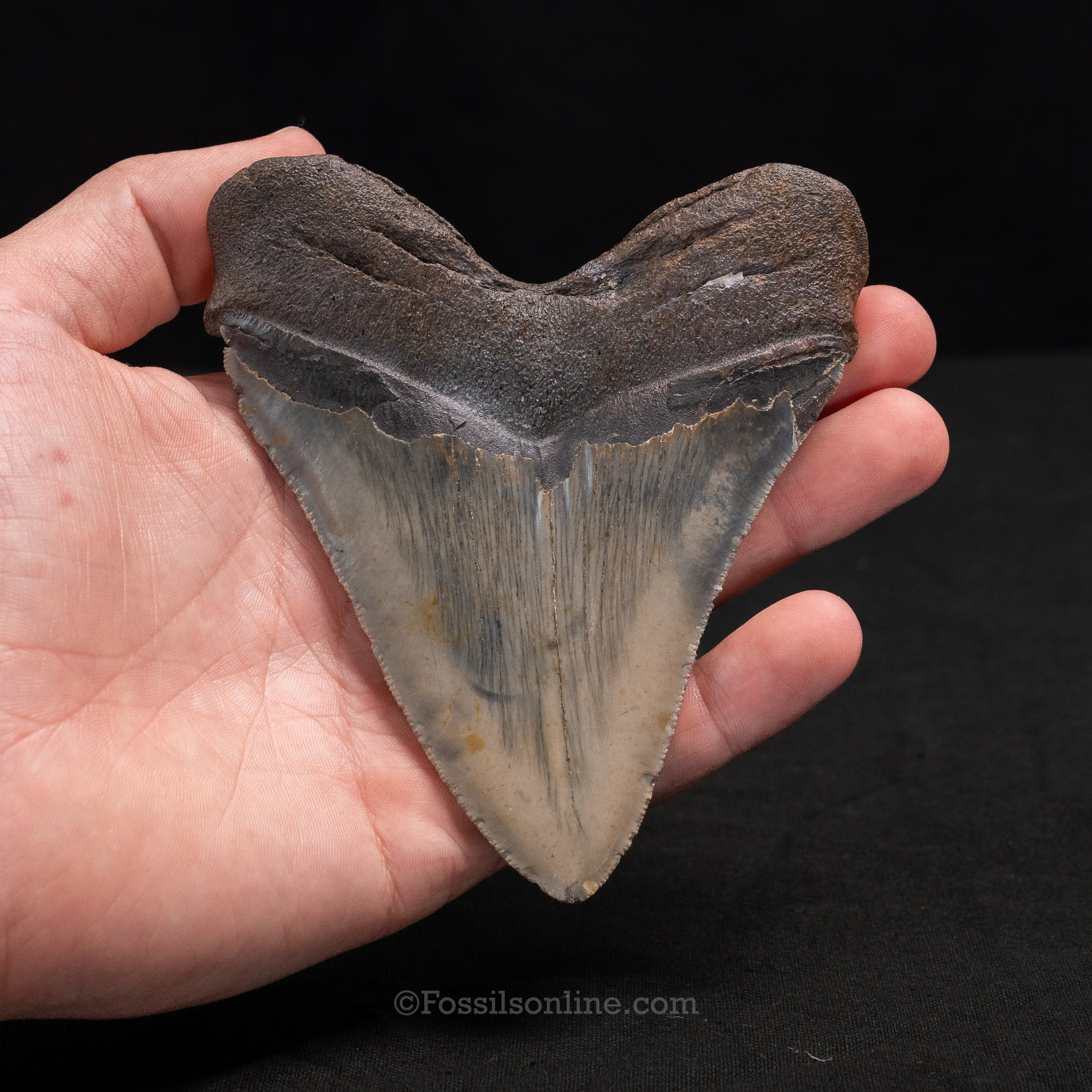 North Carolina Megalodon 4.46"