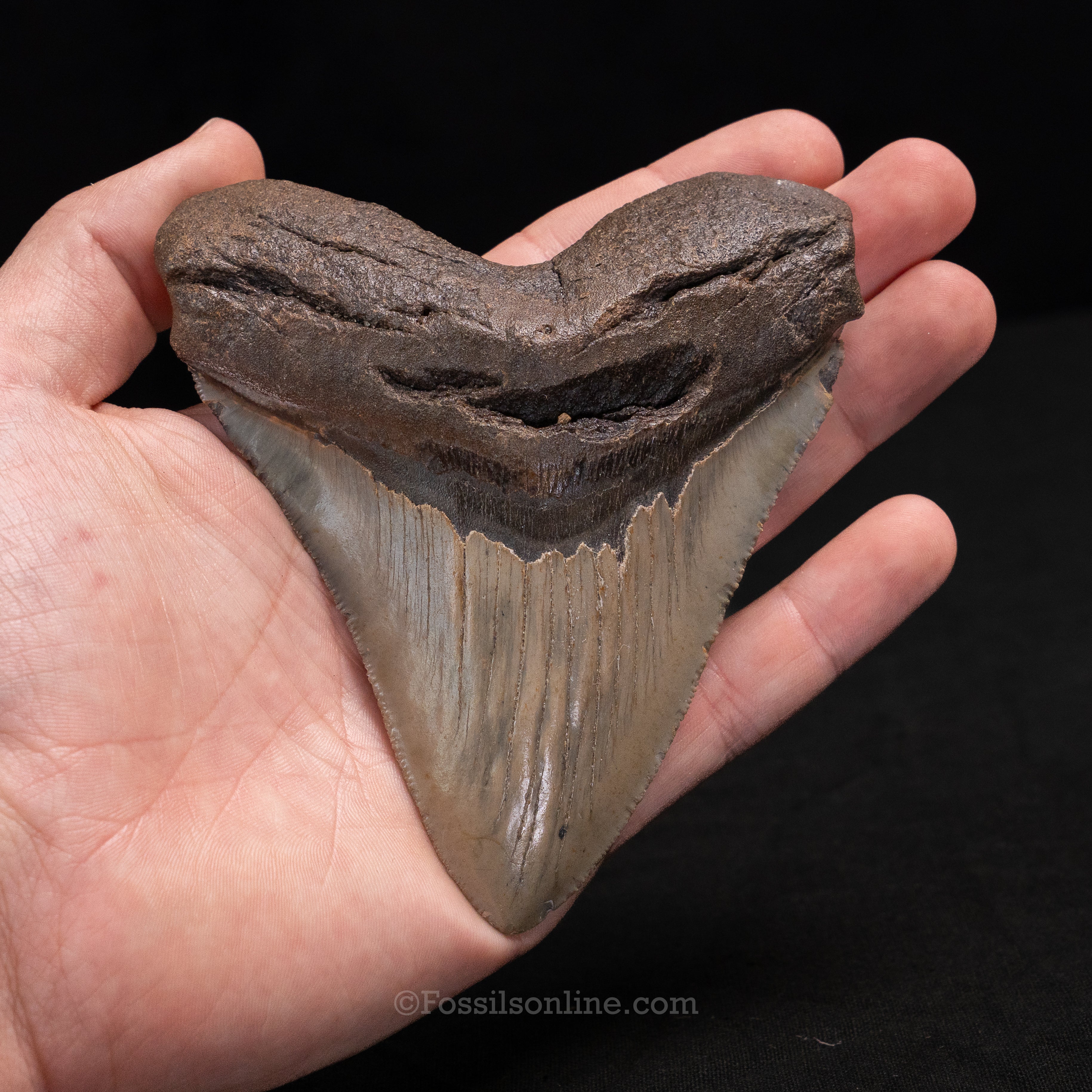 North Carolina Megalodon 4.46"