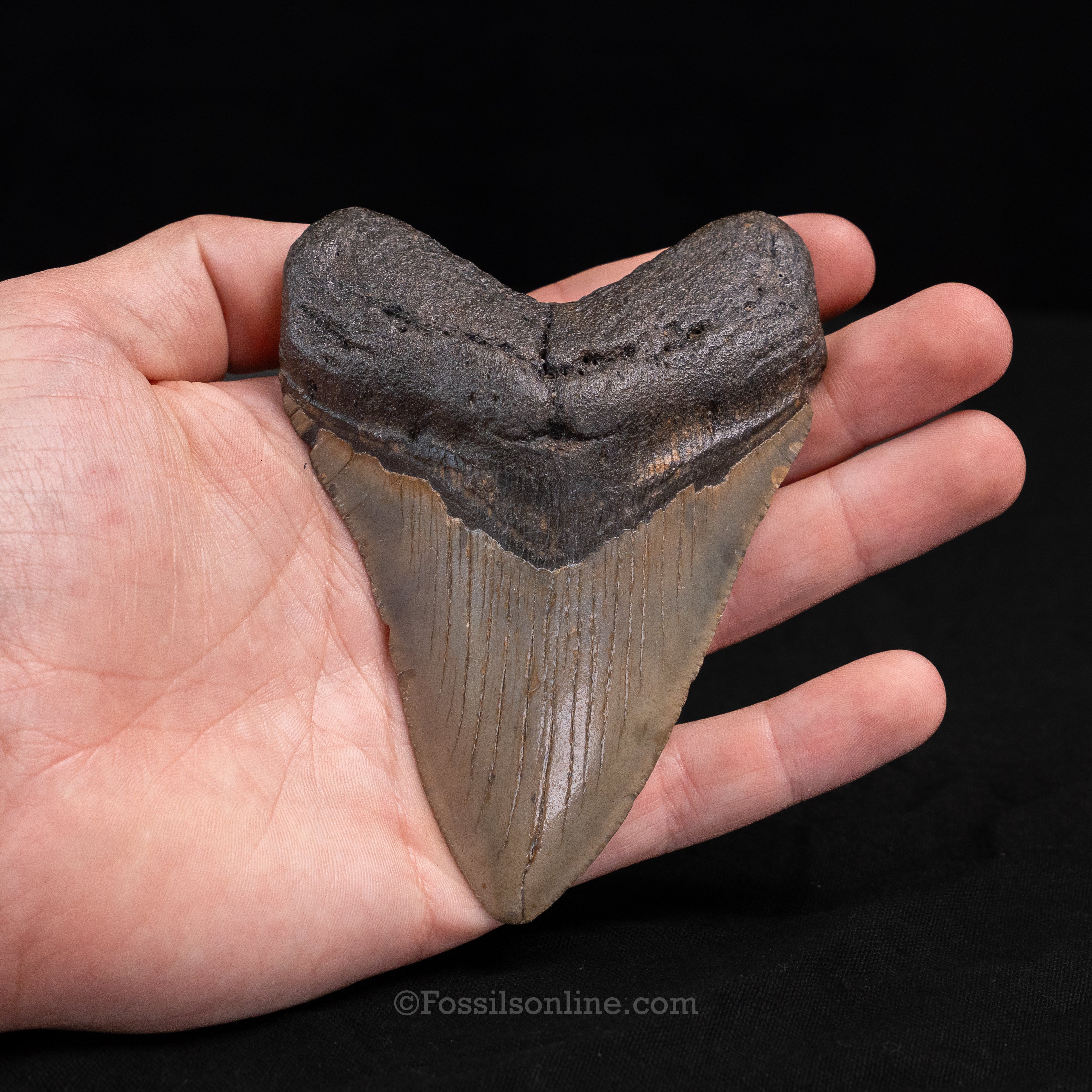 North Carolina Megalodon 4.37"