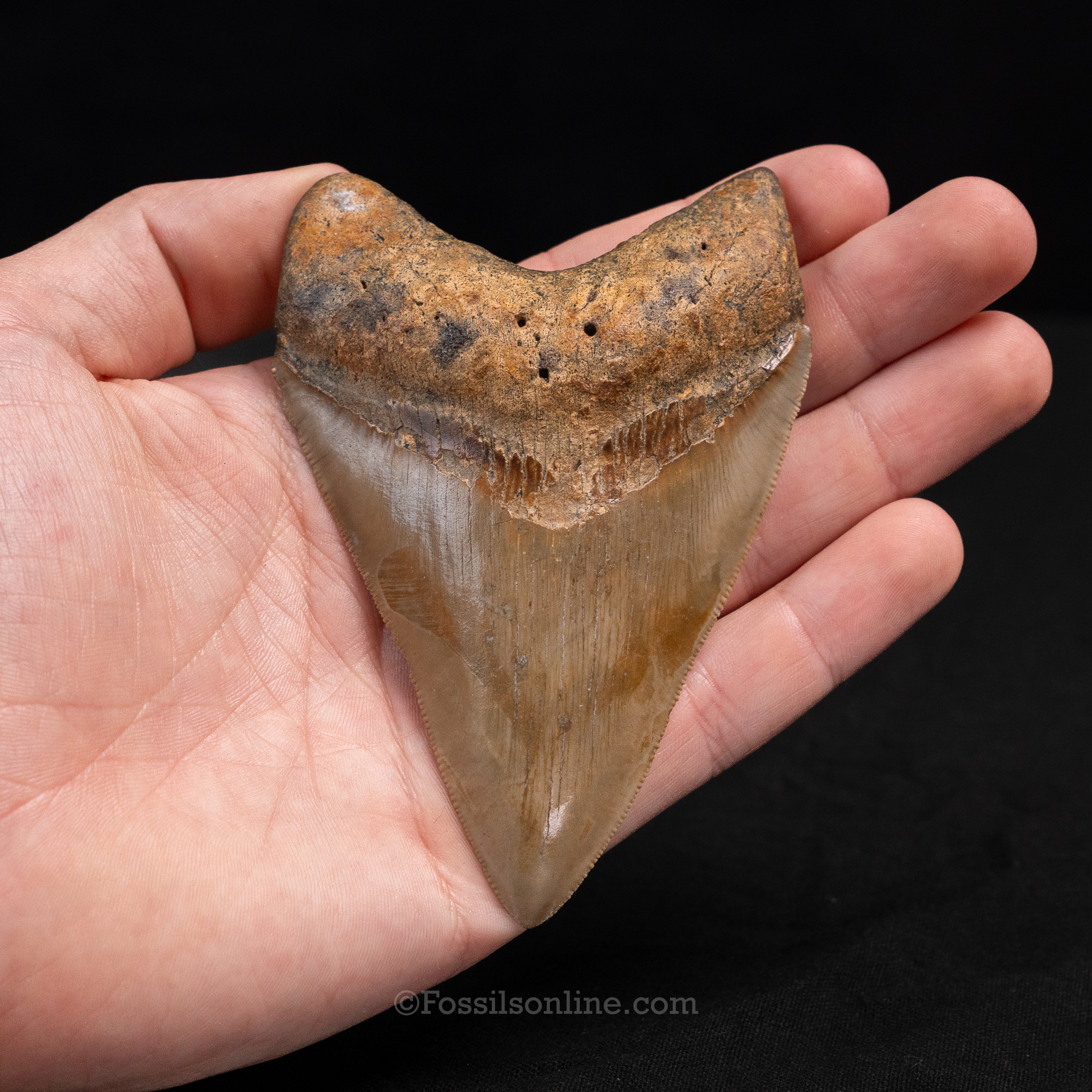 North Carolina Megalodon 4.22"