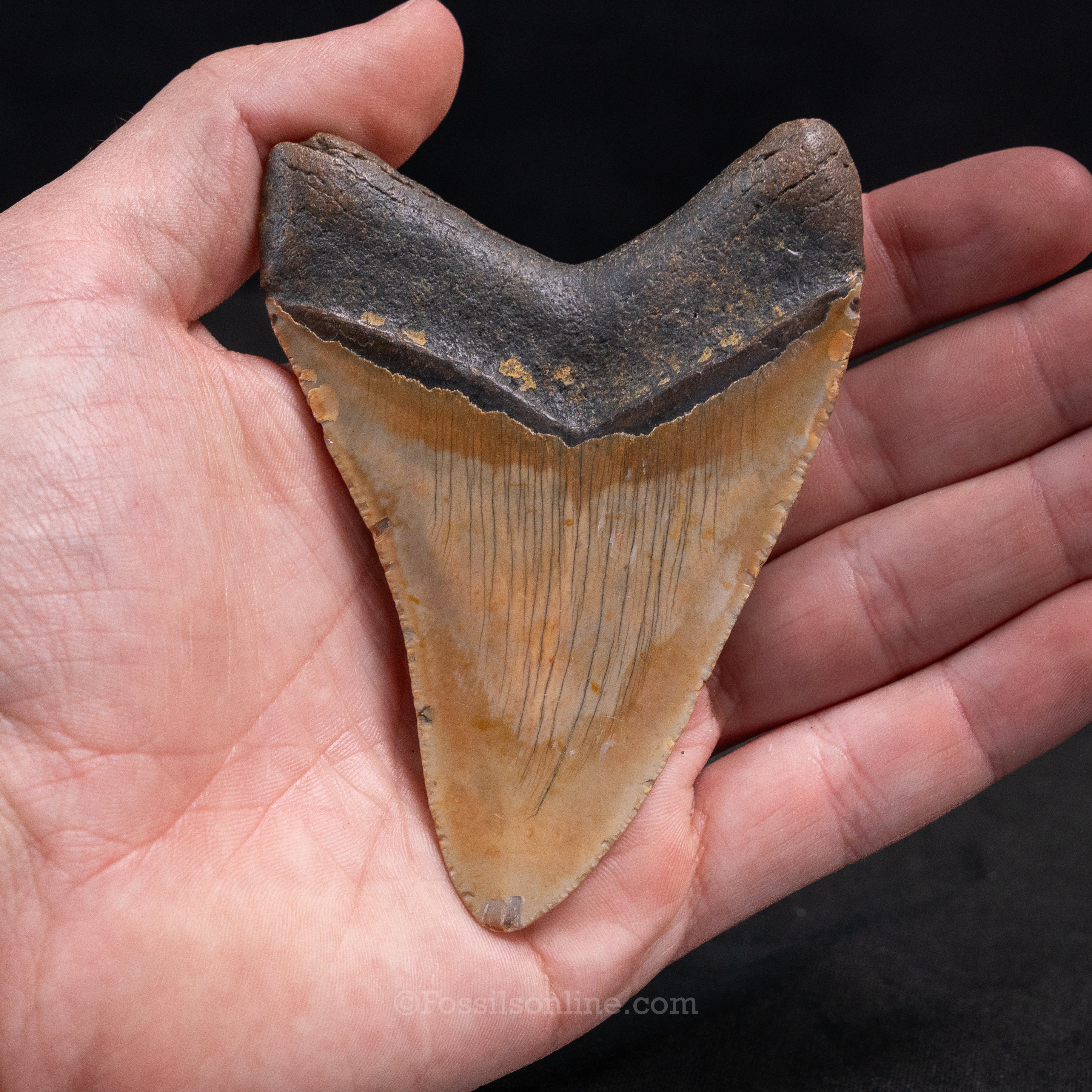 North Carolina Megalodon 4.14"