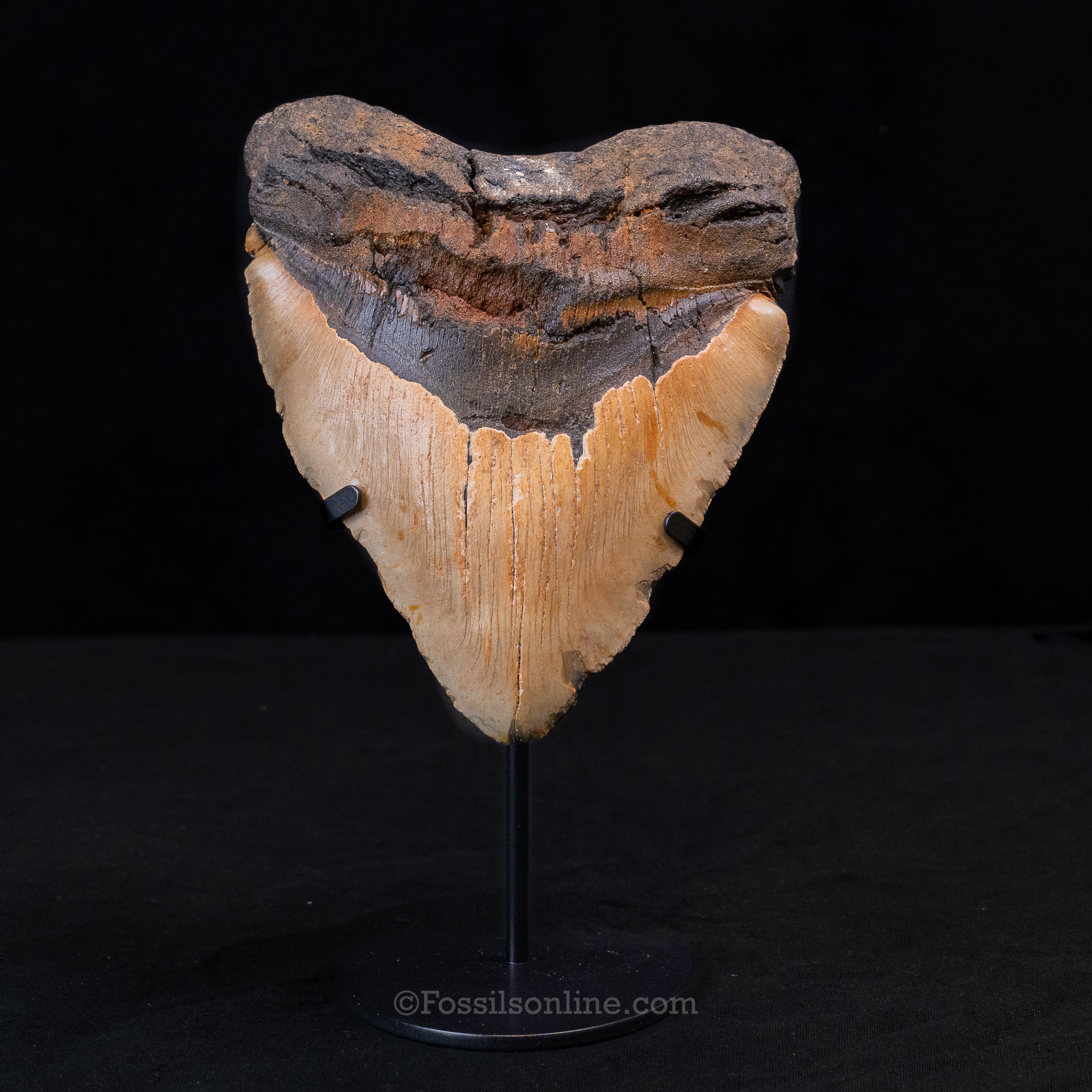 Heart Shaped 6.10" North Carolina Megalodon