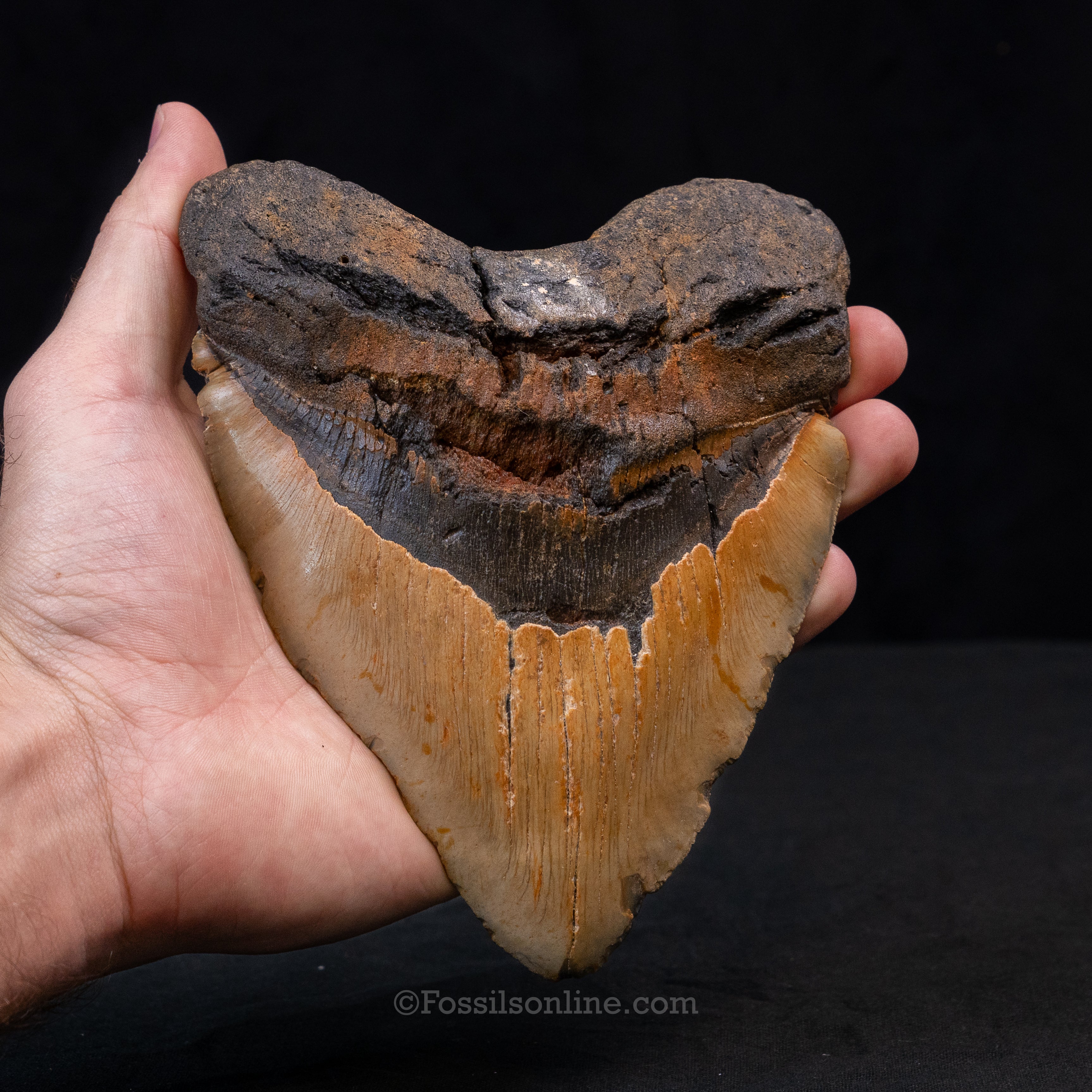 Heart Shaped 6.10" North Carolina Megalodon
