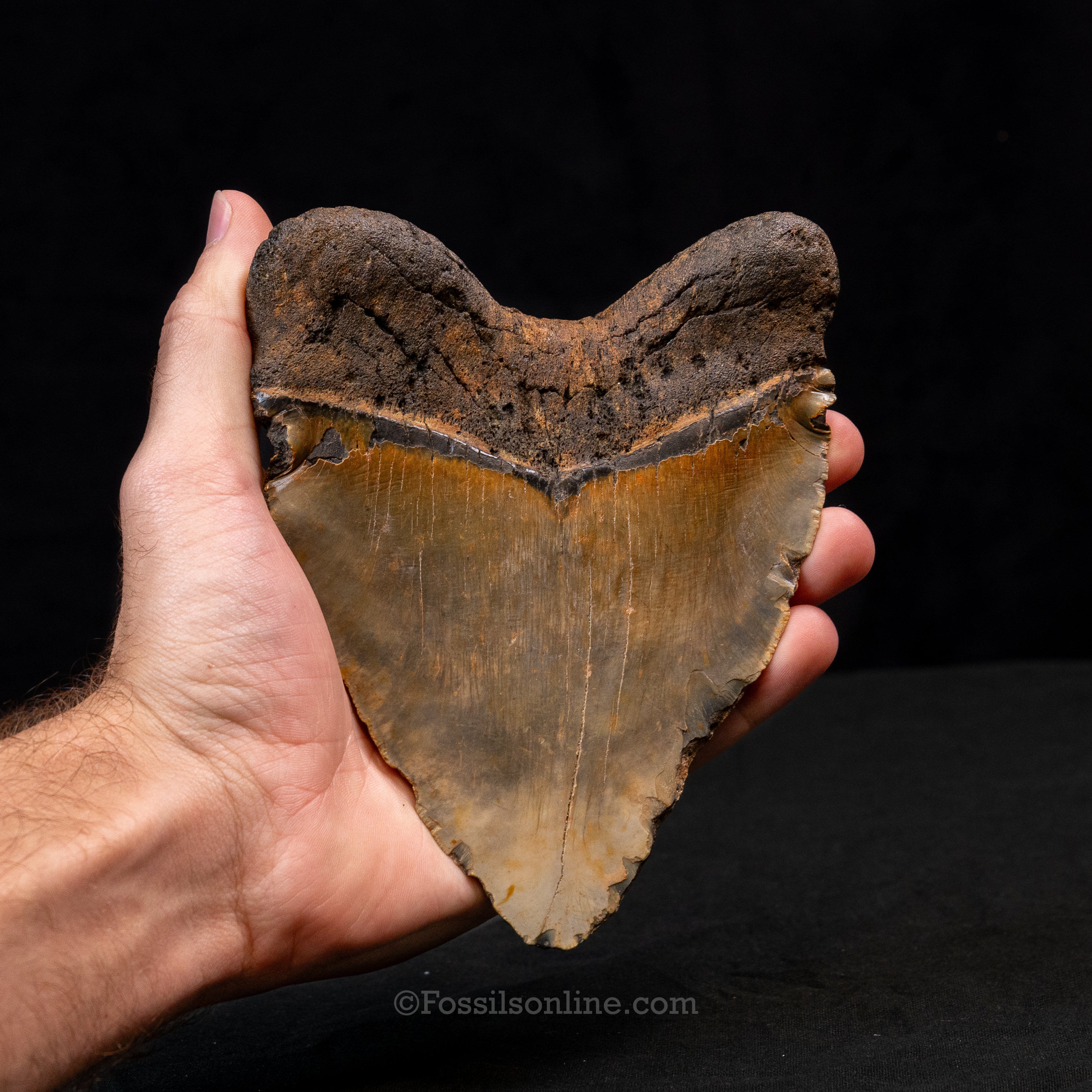 Heart Shaped 6.10" North Carolina Megalodon