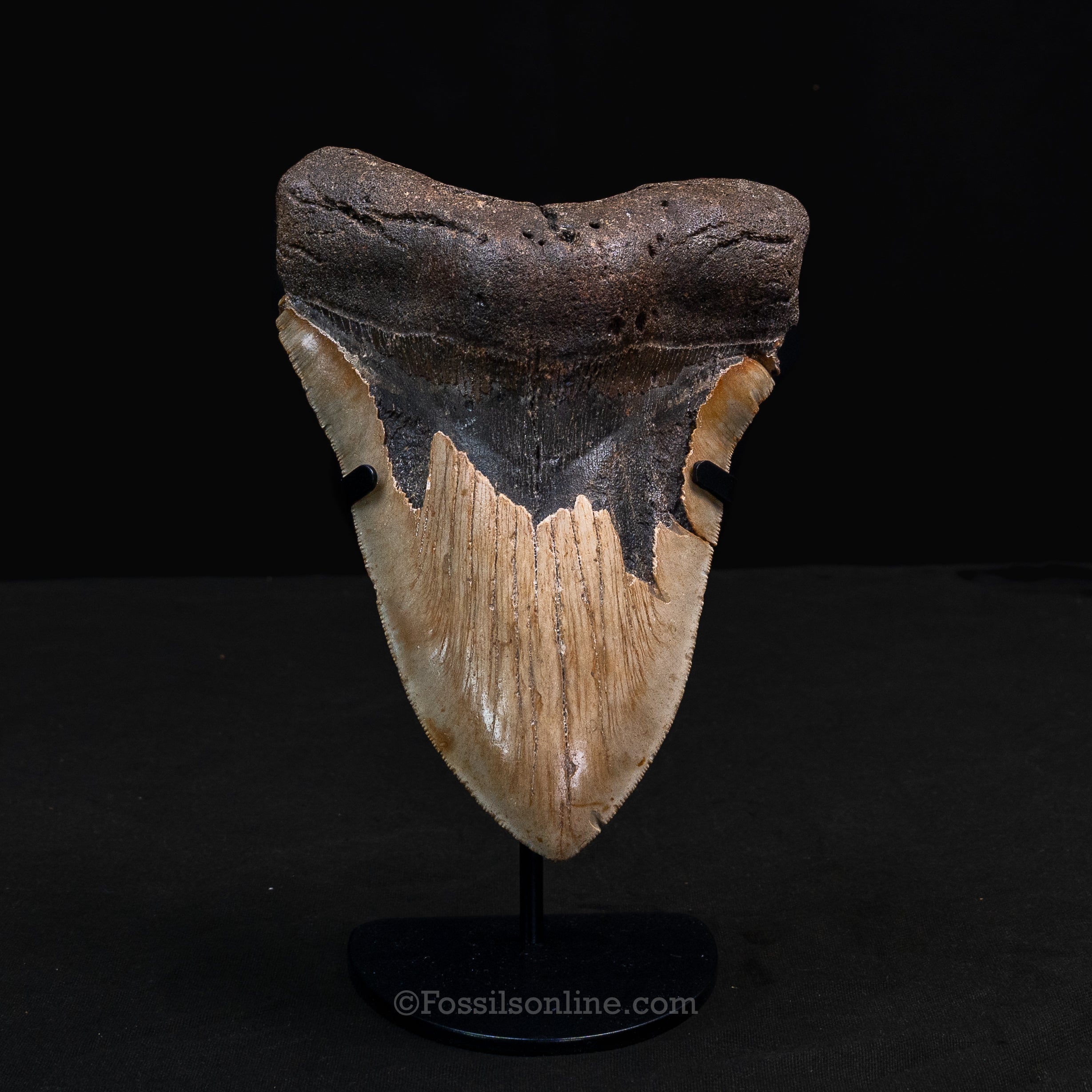 North Carolina Megalodon 6.15"