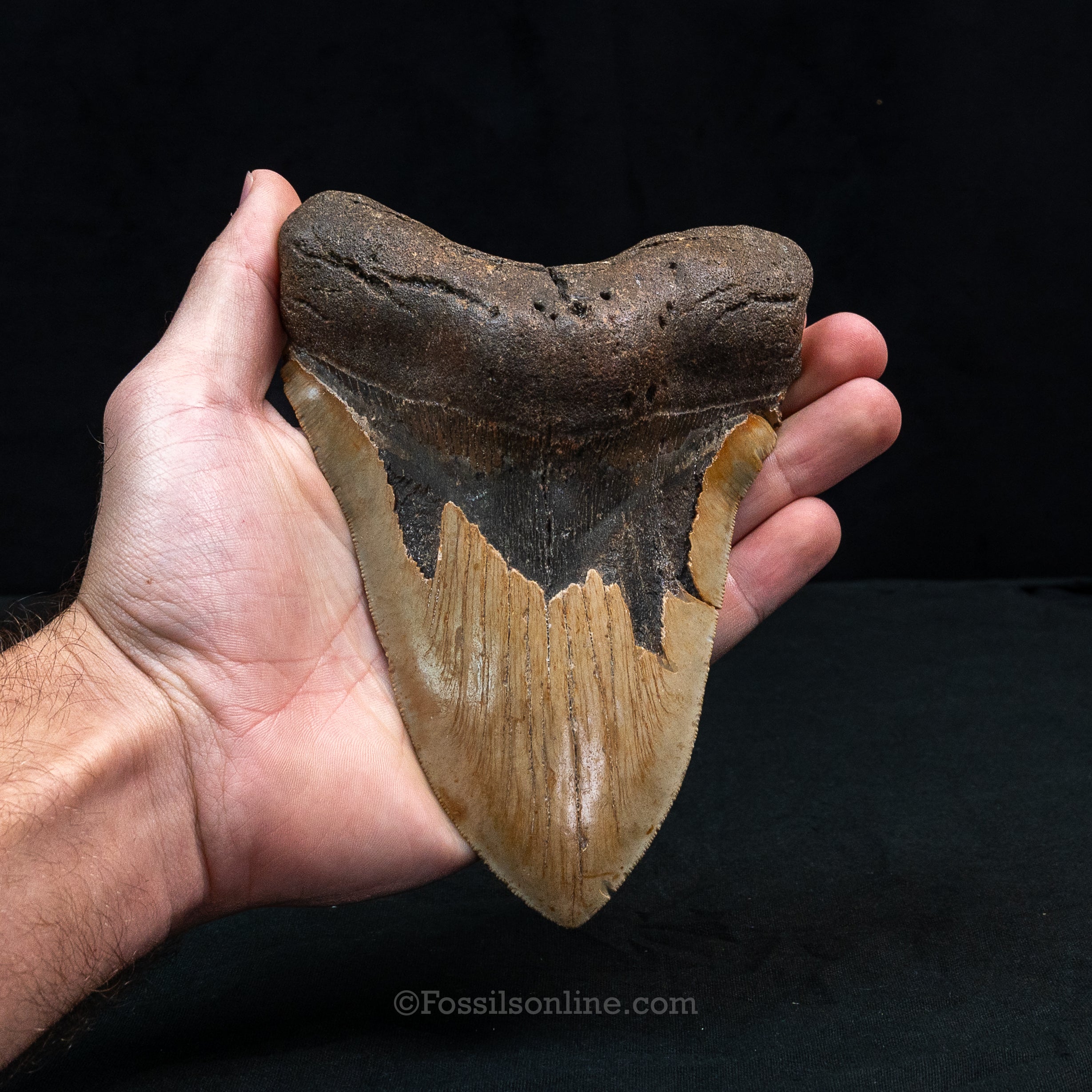 North Carolina Megalodon 6.15"