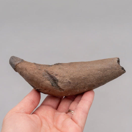 South Carolina River Fossil Whale Tooth 5.71"