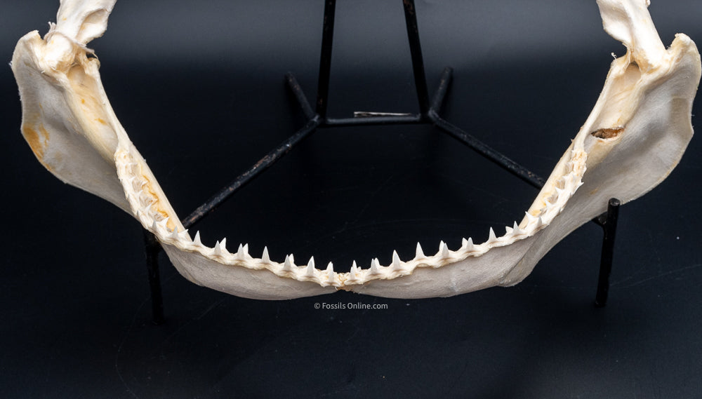 Dusky Shark Jaw w/DATA