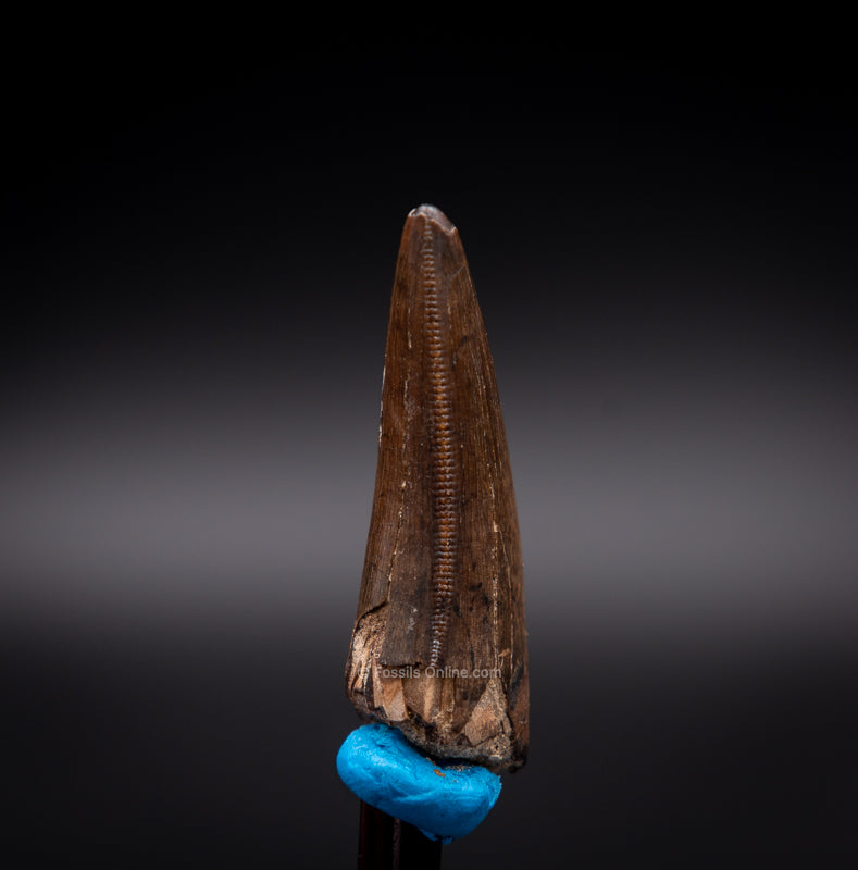 Judith River Genuine Serrated Tyrannosaur Tooth 1.49"