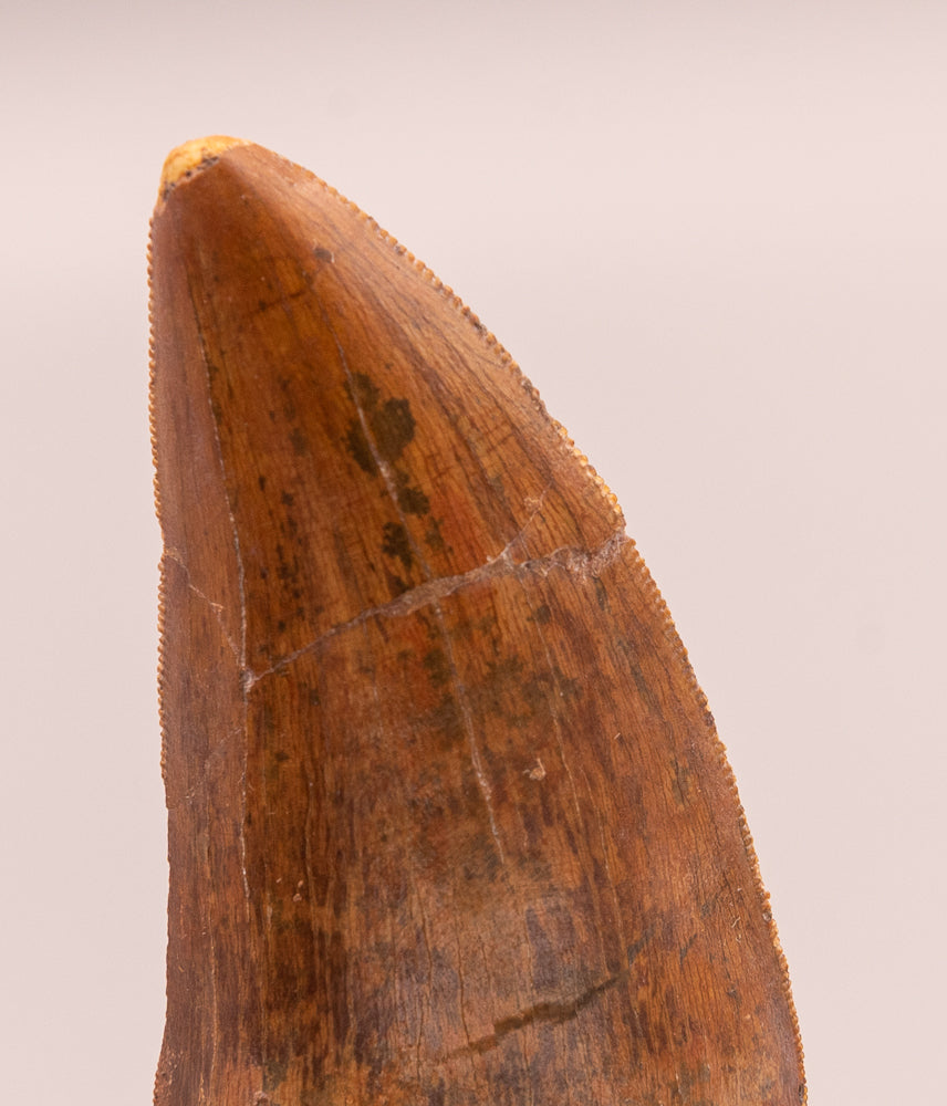 Carcharodontosaurus Tooth  not T. rex. Theropod Dinosaur