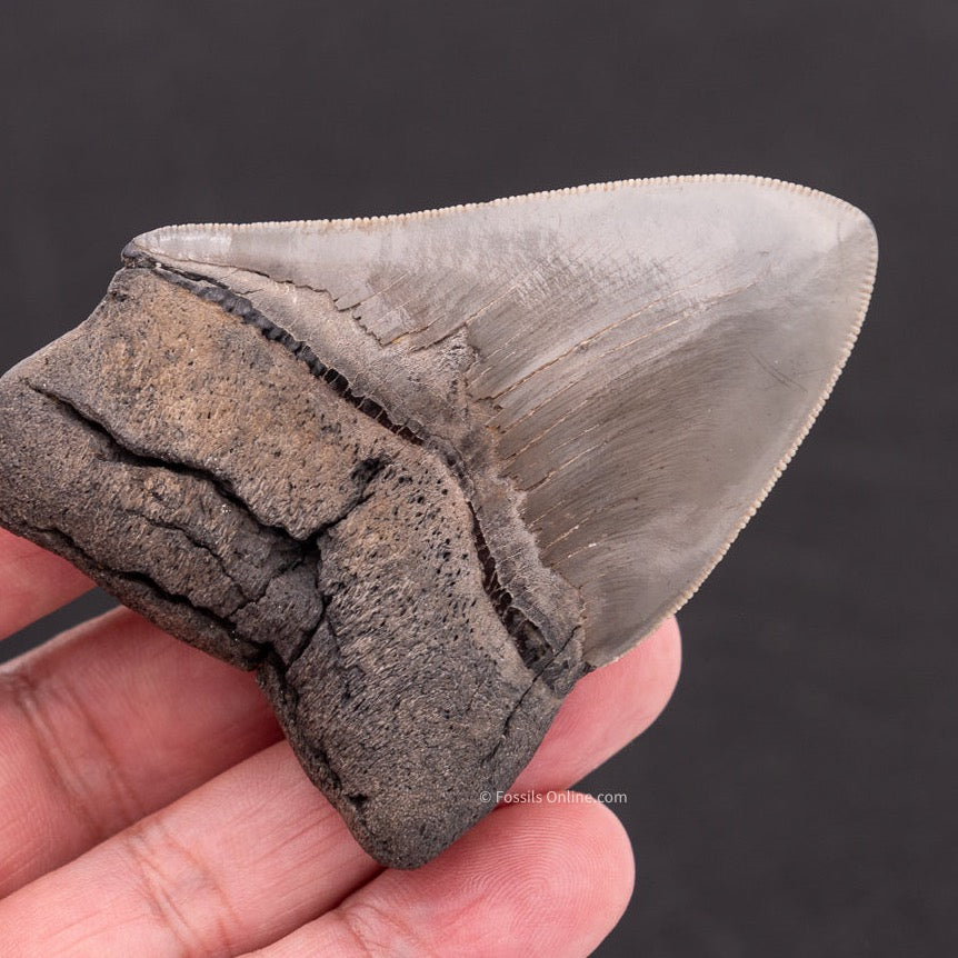 Deformed Megalodon Shark Tooth