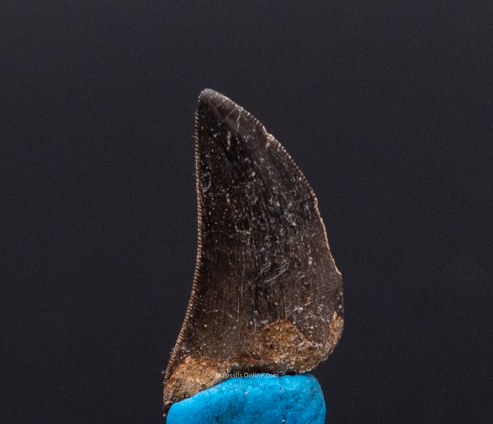 Serrated Nanotyrannus Tooth Cretaceous SD