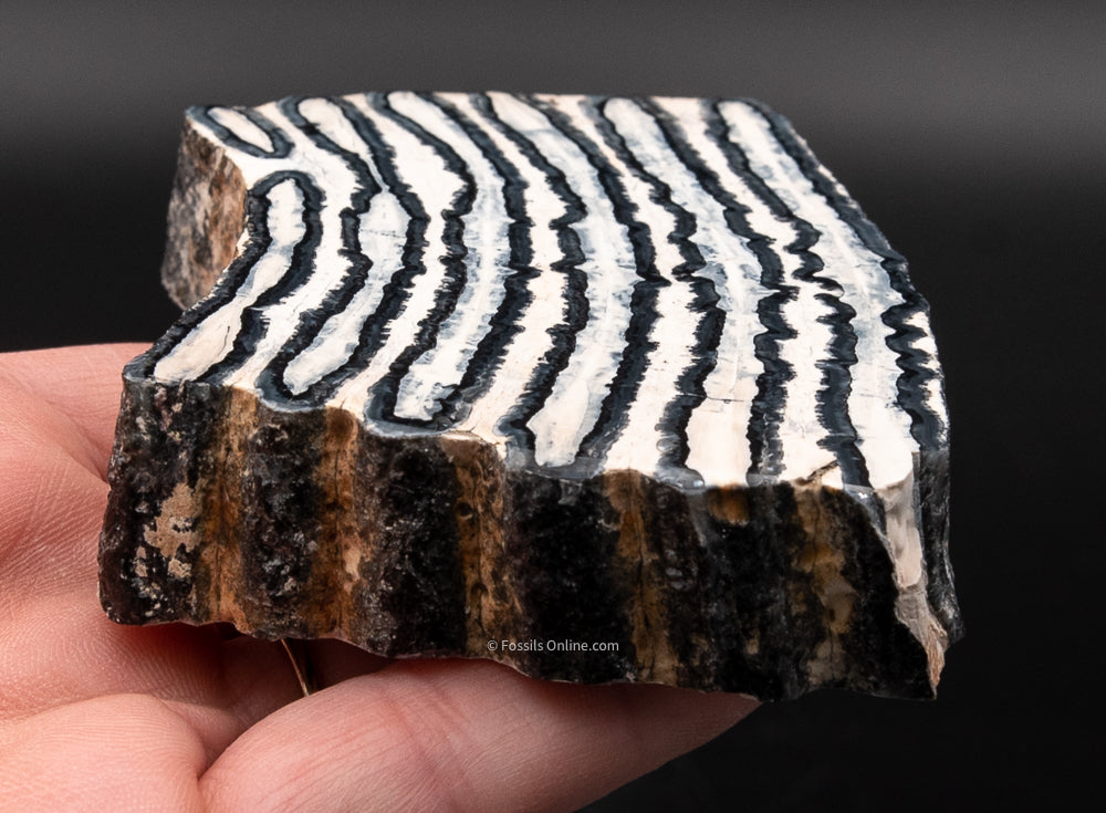 Polished Mammoth Tooth Slice from Venice