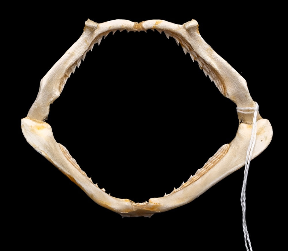 Bonnethead Shark w/DATA