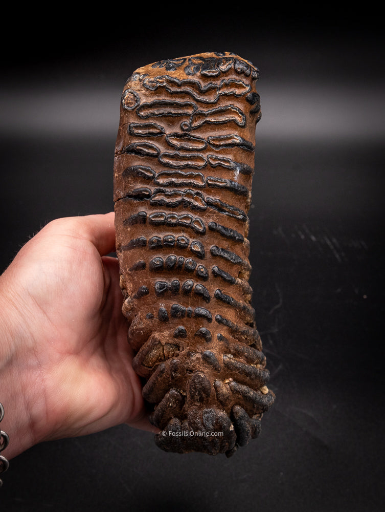 Mammoth Tooth from Siberia